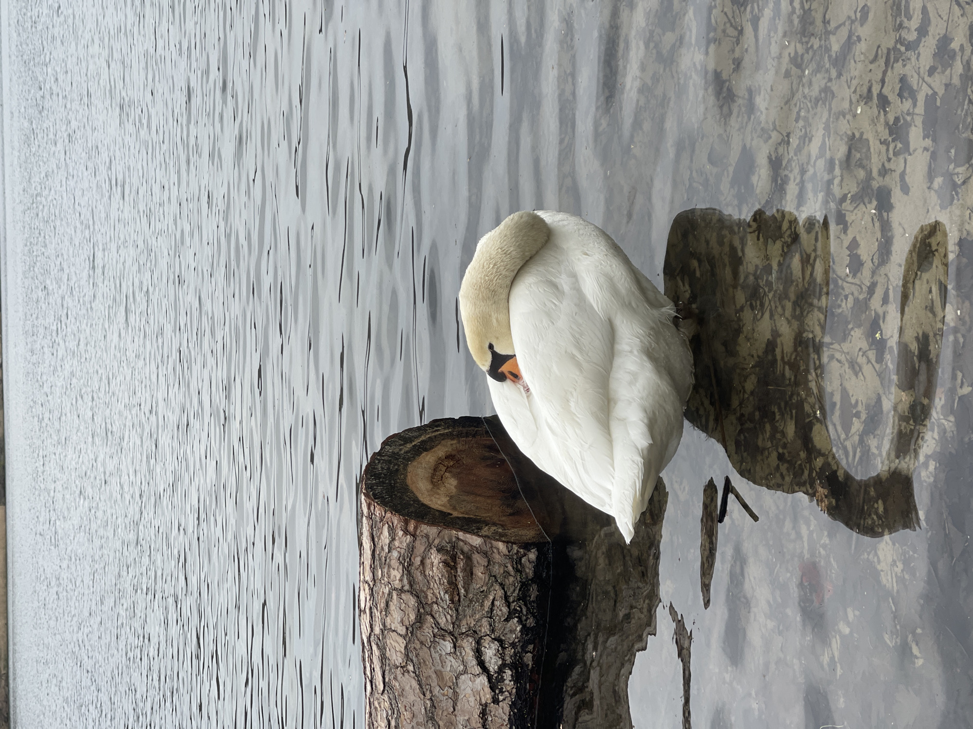 A white swan rests on a tree stump in a body of water. The stump is submerged, and the swan’s reflection is visible in the water. The water is gray and has slight ripples. The swan has its head tucked into its body. The location is inferred to be Berlin, Germany.