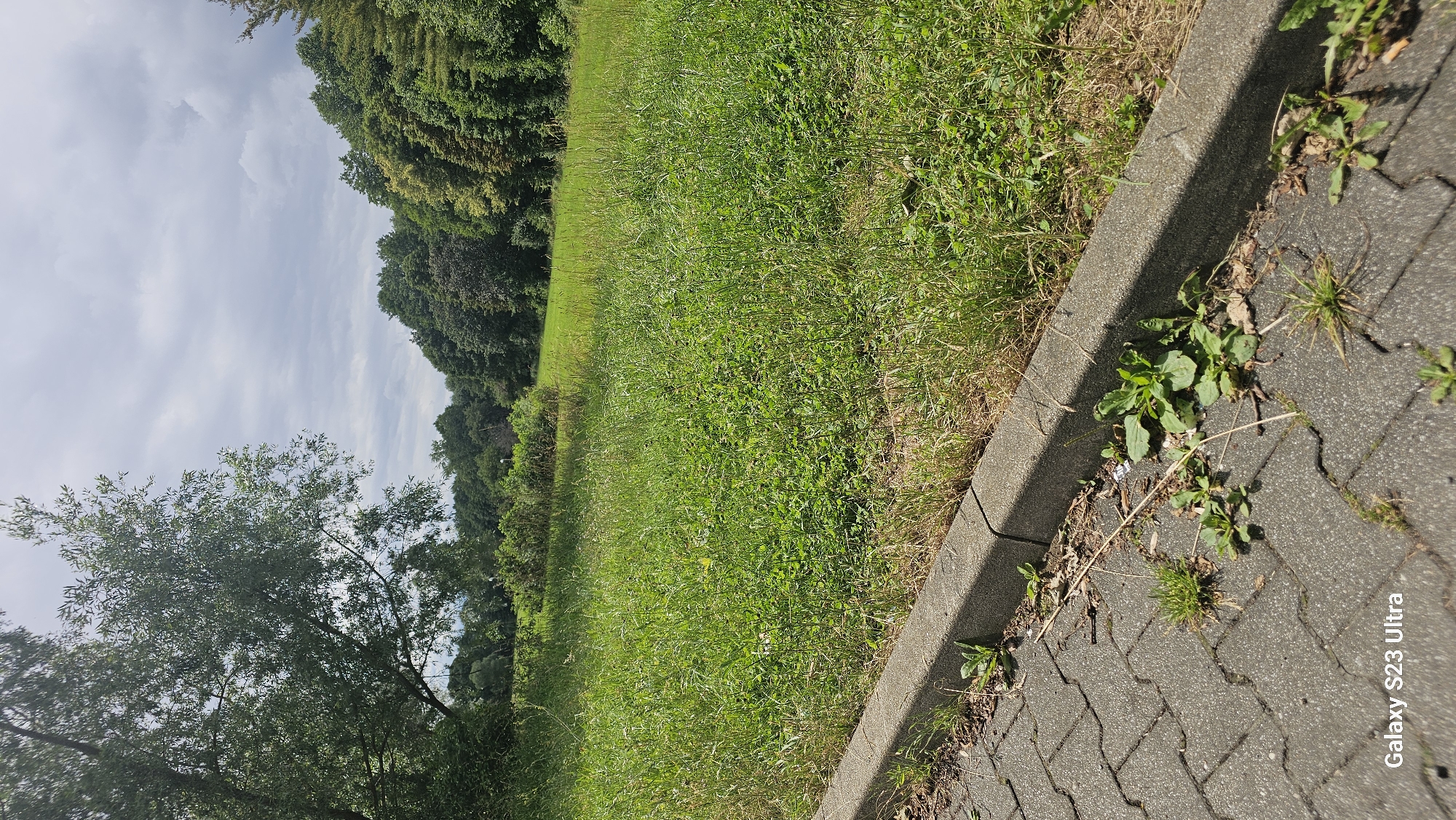 The image shows a grassy area next to a paved walkway in Schleiz, Germany. The walkway is made of interlocking gray pavers and has a concrete curb. Weeds are growing in the cracks of the pavers and along the curb. Behind the curb is a large expanse of tall, green grass with some wildflowers and dry vegetation mixed in. In the background, a dense line of trees forms a natural boundary. The sky above is cloudy with patches of blue peeking through. The scene appears to be an outdoor public space, possibly a park or the edge of a residential area. There are no people or animals visible in the image. The lighting suggests it is daytime.