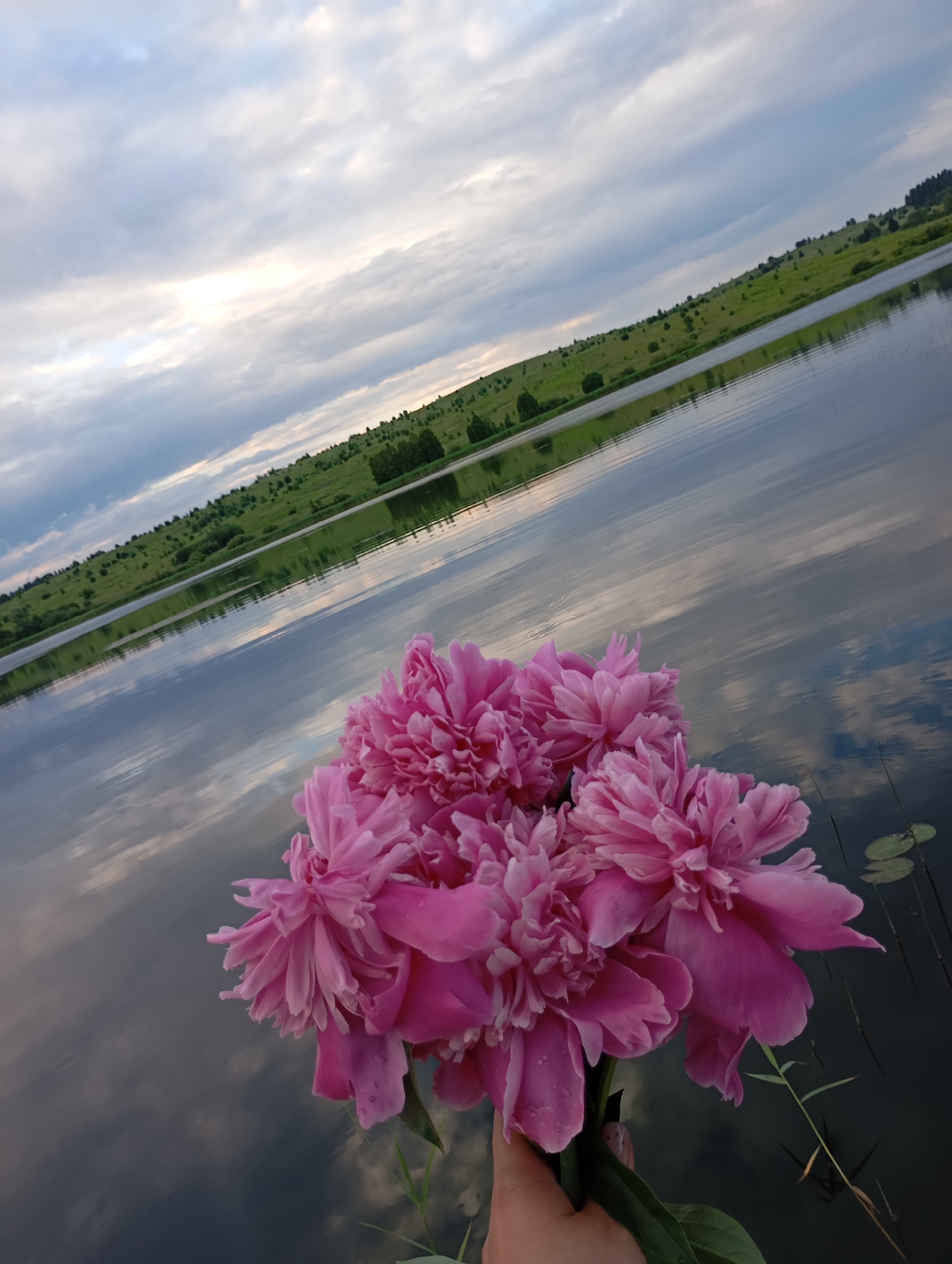 This is a low-angle, eye-level shot of a hand holding a bouquet of vibrant pink peonies. The flowers are the primary subject, positioned in the foreground and slightly to the right of the frame. Their petals are full and layered, some appearing slightly damp.
The background depicts a serene lakeside scene. The calm water reflects the sky and the lush green, gently rolling hills dotted with scattered trees. The landscape stretches into the distance under a cloudy sky. The clouds are a mix of gray and white, with patches of lighter sky suggesting it might be late afternoon or early evening. The overall mood is peaceful and tranquil, with a touch of natural beauty enhanced by the vibrant flowers. The presence of water lilies or similar aquatic plants is visible on the surface of the lake. The image appears to be taken outdoors in a natural setting, possibly near Рябки, Russia, given the provided location context. There is no visible text in the image.