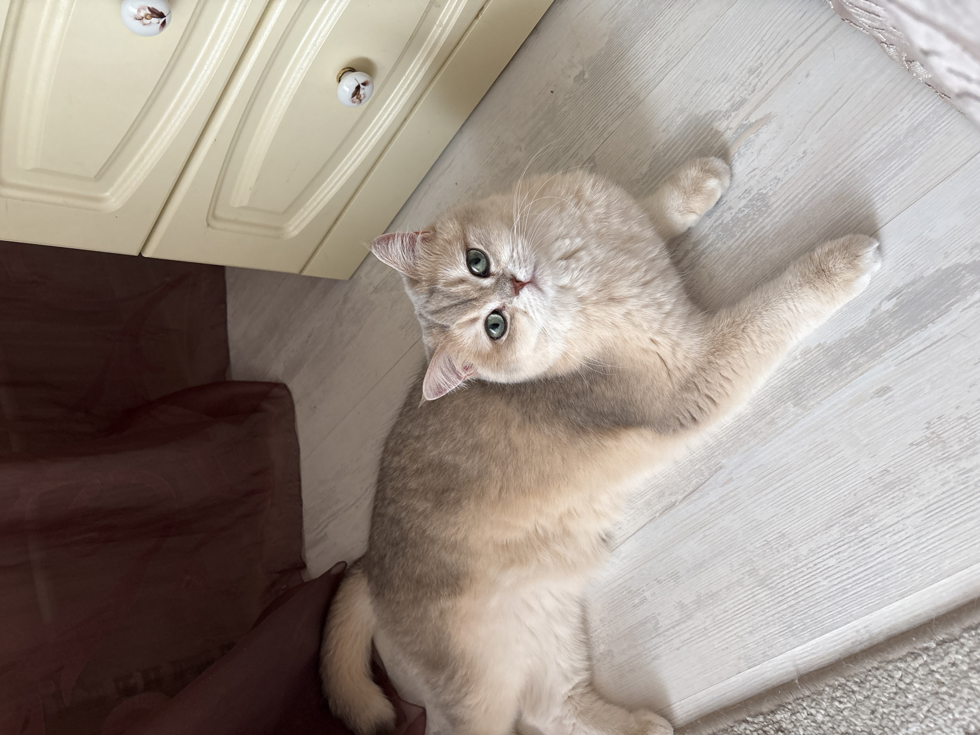 A tan and grey cat with green eyes is lying on a light grey wooden floor next to a cream-colored cabinet. The cat is angled towards the camera, looking up. A dark red fabric is visible to the left of the cat and cabinet, and a grey rug is partially visible in the lower right corner. The location is Chaikovsky, Russia.