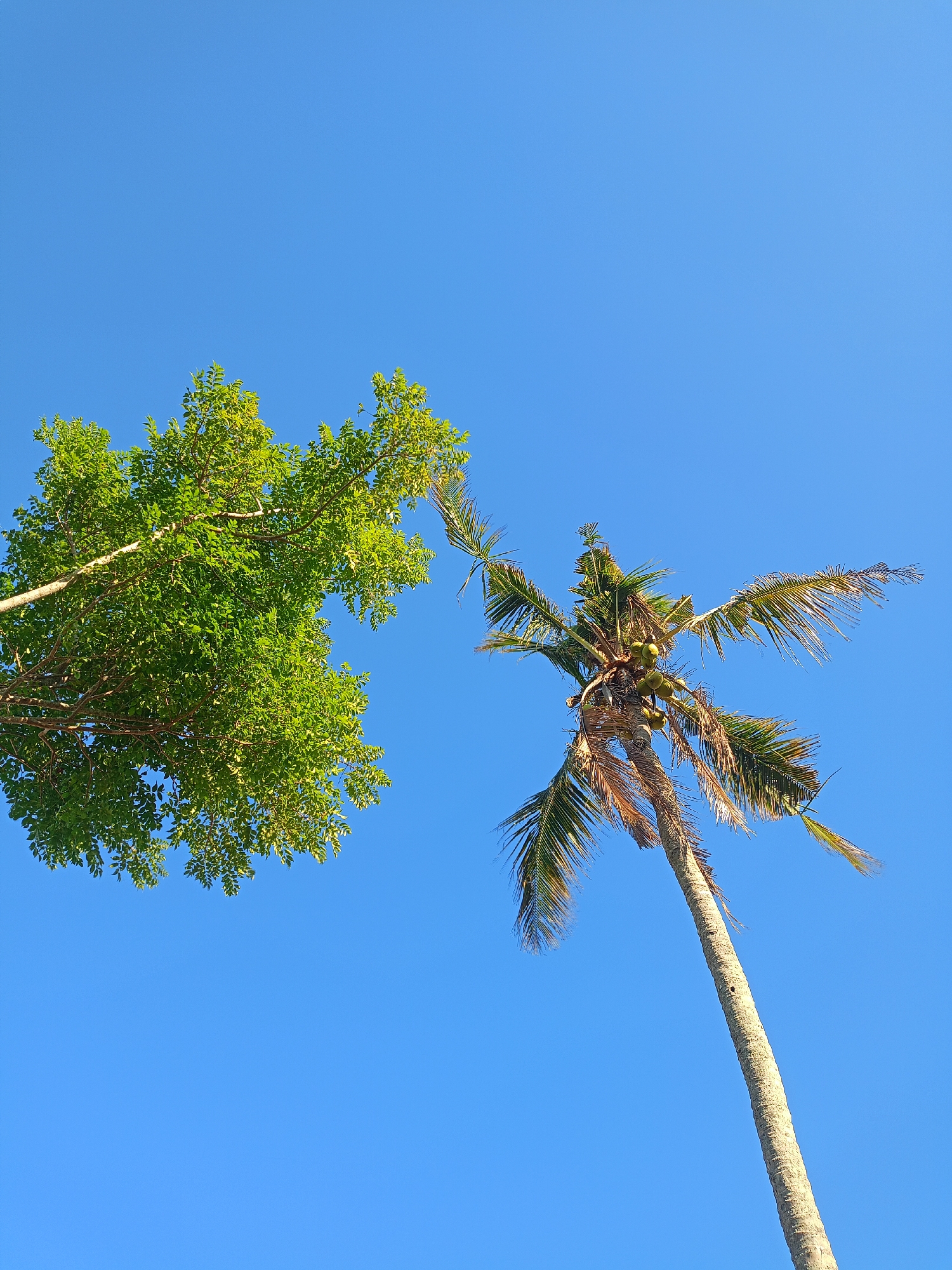 This is a photograph taken from a low angle, looking up at two trees against a clear blue sky. On the left, a deciduous tree with bright green foliage is visible, its branches extending towards the center of the frame. To the right, a tall coconut palm tree with fronds and several coconuts is seen, its trunk leaning diagonally across the image. The sky is a solid, cloudless blue. The scene is likely outdoors in a tropical or subtropical region, possibly in Panduman, Indonesia, given the presence of the coconut palm tree. There are no people or animals visible in the frame.