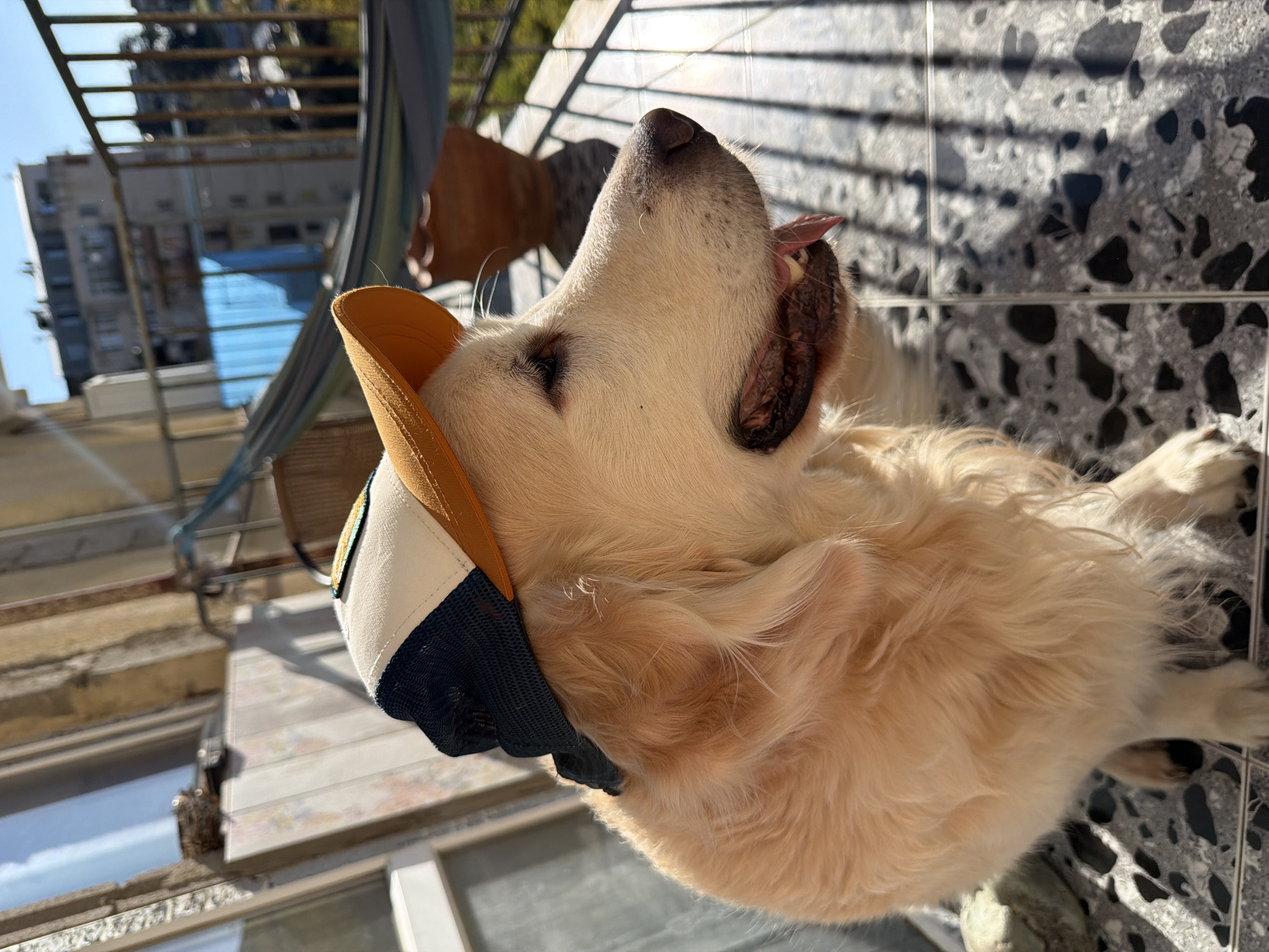 A medium shot from a low angle shows a golden retriever wearing a yellow, white, and dark blue baseball cap, lying on a patio of gray and black terrazzo tiles in direct sunlight. The dog is panting, its pink tongue visible. In the background, buildings, metal scaffolding, and stairs are visible. The location is Tbilisi, Georgia.