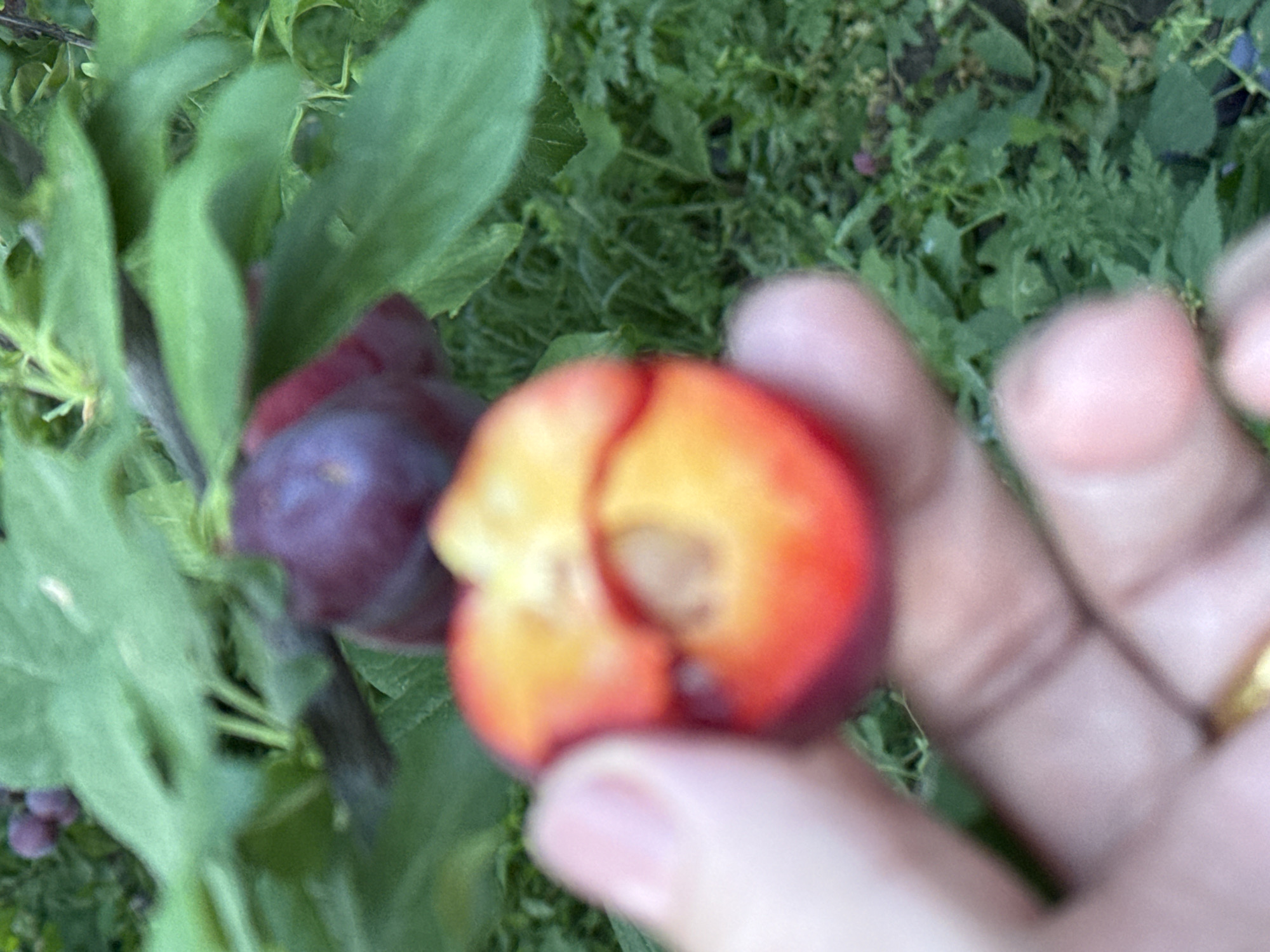 The image shows a close-up of a hand holding a sliced plum. The plum is deep purple on the outside and has a vibrant orange and red flesh. A portion of the plum has been bitten or cut away, revealing its juicy interior and a pit. In the background, green leaves and foliage suggest an outdoor setting, likely a garden or orchard. The lighting appears natural, hinting at daytime. A gold ring is visible on one of the fingers holding the plum. The image is slightly out of focus, giving it a soft, impressionistic quality. The overall impression is one of fresh produce being examined or enjoyed.