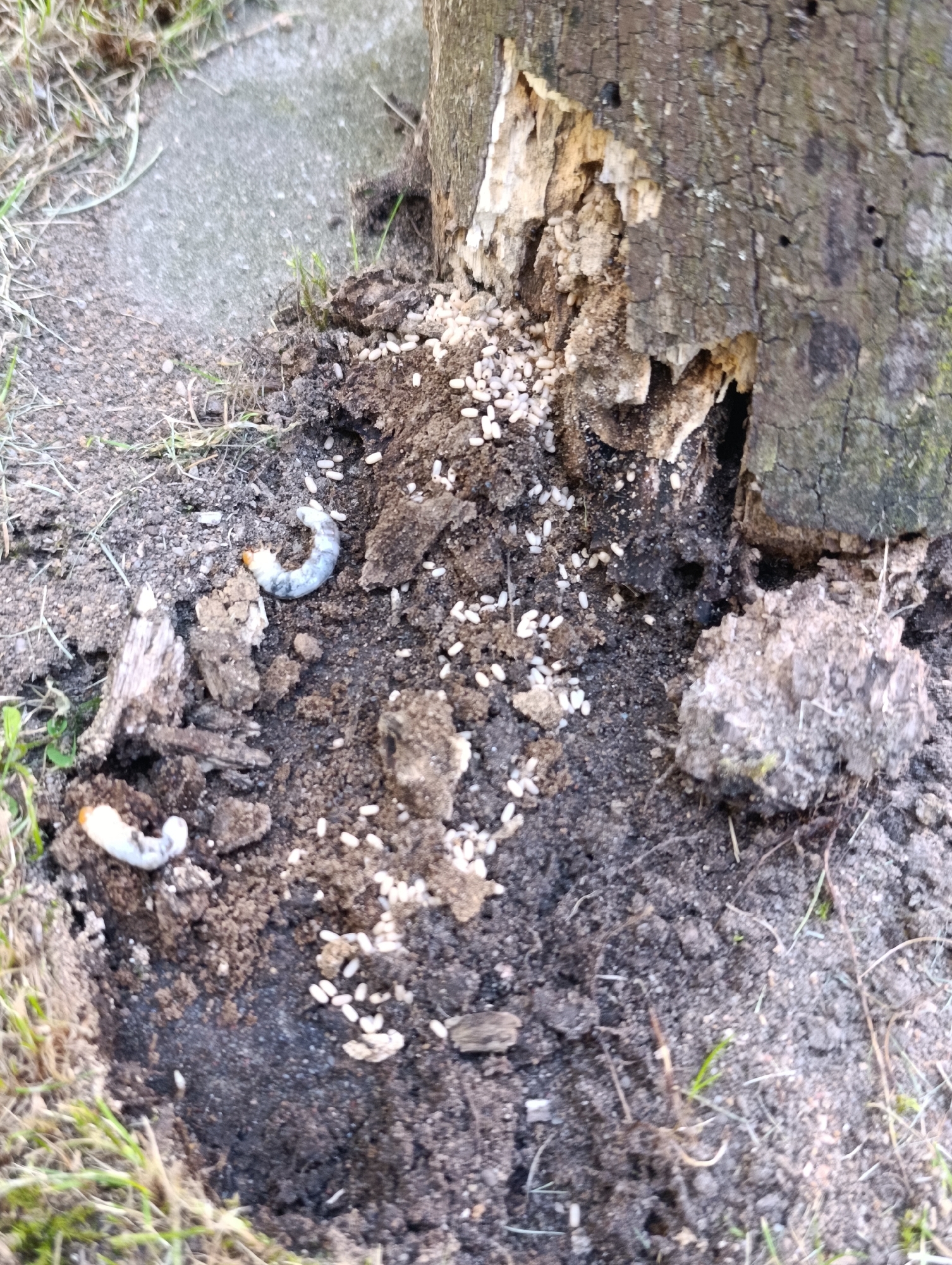 The image shows the base of a tree stump with several white, grub-like larvae and numerous white eggs scattered on the dark soil and within a damaged section of the stump. The tree stump appears to be decaying, with visible damage and exposed wood. Some grass and dirt are also visible in the surrounding environment. The scene is outdoors, and based on the available information, it is located in the vicinity of Vilainiai, Lithuania.