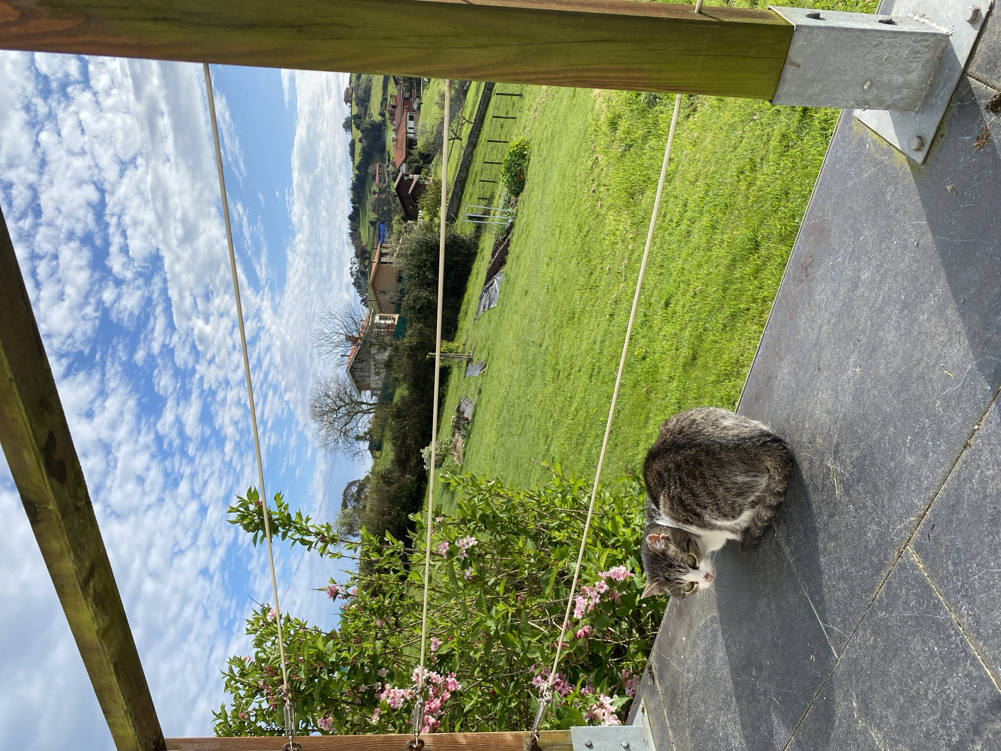 The image, taken in Villaviciosa, Spain, showcases an outdoor scene with a domestic cat as the primary subject. The cat, a tabby with white markings, sits on a tiled surface, possibly a patio or balcony. The background reveals a landscape with green fields and houses nestled on a hillside, suggesting a rural or suburban setting. A wooden structure with metal supports frames the view. A flowering shrub with pink blossoms is visible along the lower left edge of the image. The sky is blue with scattered clouds.