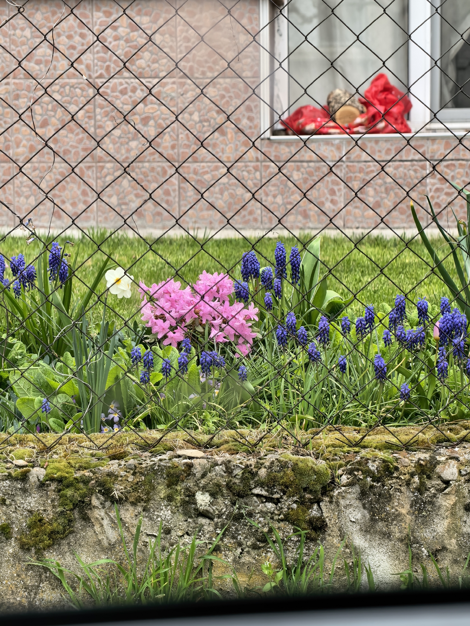 This is a daytime photograph capturing a vibrant garden scene viewed through a chain-link fence. The fence, with its diamond-shaped mesh, dominates the immediate foreground, creating a lattice pattern that overlays the rest of the image.
Behind the fence, a colorful garden is in bloom. Prominently featured are clusters of bright pink flowers, likely rhododendrons or azaleas, and numerous stalks of small, dense blue flowers, identified as grape hyacinths (Muscari). A single white daffodil stands out among the greenery. Lush green leaves and grass fill the garden bed, with smaller purple or blue flowers, possibly pansies or violas, visible closer to the ground.
Below the garden and the fence, there is a rough, moss-covered stone or concrete wall, adding texture to the lower part of the frame. Beyond the garden, a well-maintained lawn of green grass extends towards a building.
The background features a wall of a building constructed from small, irregular-shaped, reddish-brown tiles. A white-framed window is visible in this wall. Inside the window, on what appears to be a windowsill, several objects are placed: a round wooden log or cylinder is central, flanked by ruffled red fabric or bags.
The lighting appears soft and diffused, suggesting an overcast day or indirect sunlight, as there are no harsh shadows. There is no visible text or human activity depicted in the image.