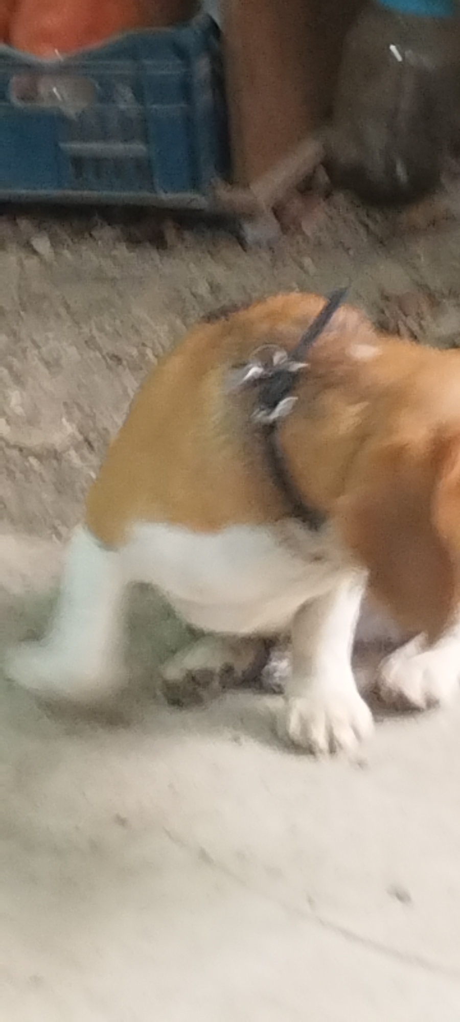 A low-angle, medium shot captures a dog, likely a beagle due to its tri-color coat and markings, in a crouched or bending position. The dog is wearing a dark collar with a silver buckle and what appears to be a small, dark object attached to it. Its front legs are bent, and its body is angled downwards, obscuring its head. The background is a mixture of dirt, sand, and what looks like a concrete or paved surface. To the left, a blue plastic crate is partially visible, and to the right, a brown, translucent plastic bottle is present. The lighting suggests an outdoor setting, possibly during the day, though the quality of the image is somewhat blurred, making precise details difficult to discern. The location of Yaroslavskaya, Russia, is not visually represented in the image.