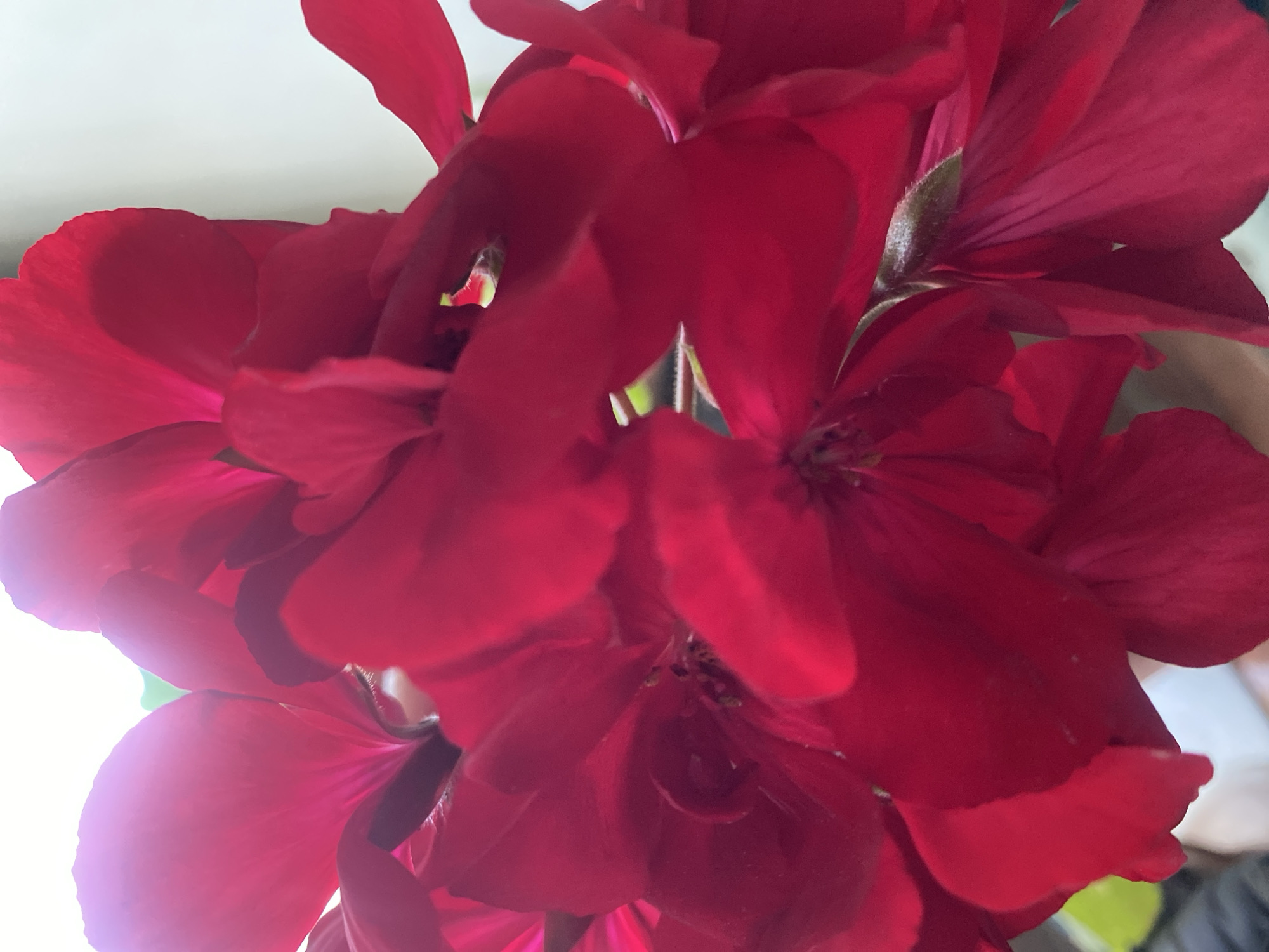 A close-up, indoor shot shows a cluster of vibrant red geranium flowers, likely in a pot or container. The intense color of the petals dominates the frame, with subtle hints of green stems and leaves visible within the bloom. The backdrop suggests a bright, possibly window-lit, interior space. The image shows no evidence to confirm the location in Dnipro, Ukraine.