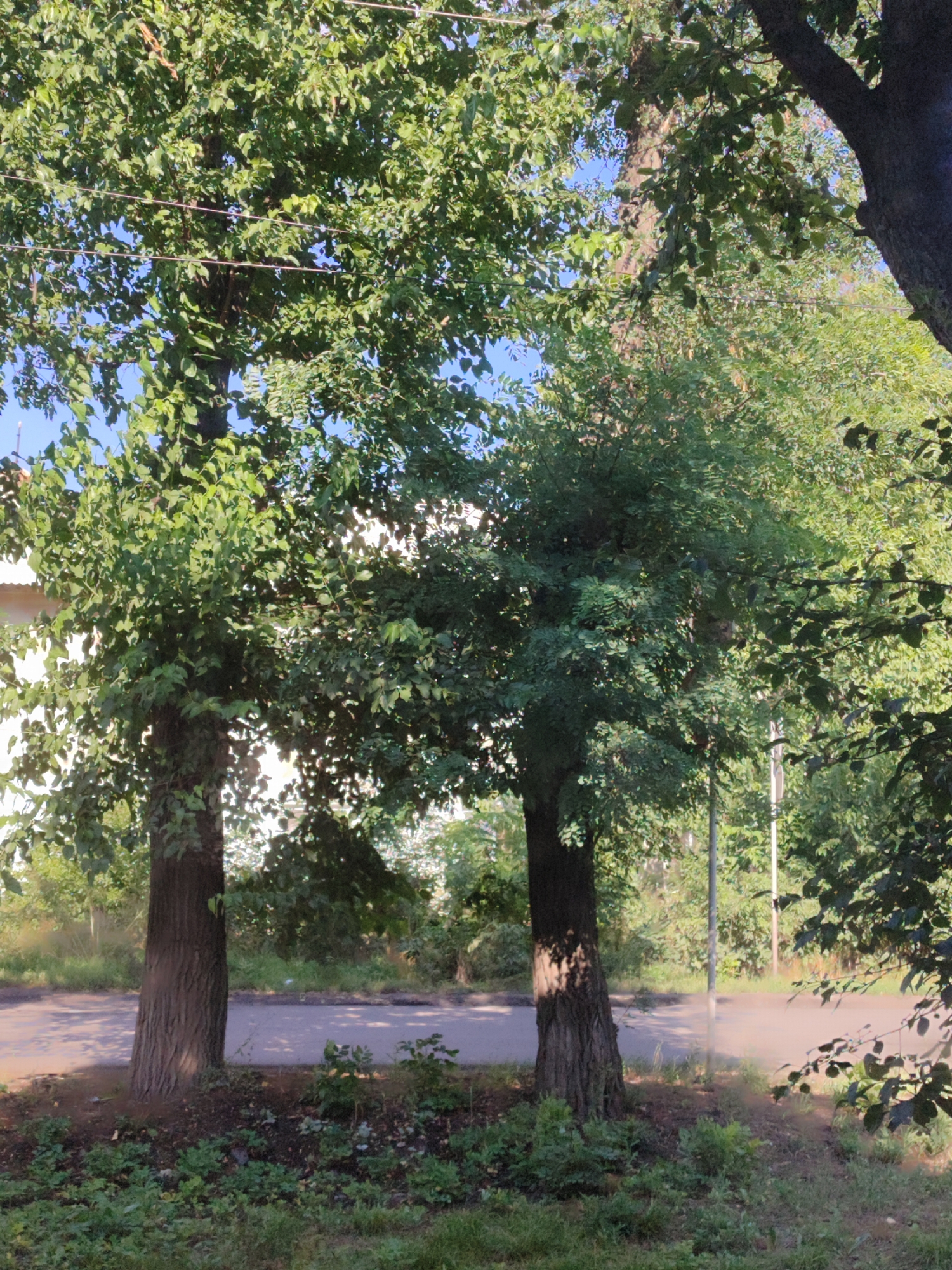 The image shows two large trees with dense green foliage, casting shadows on a paved road and the surrounding ground. The trees are the primary subjects, with their thick trunks and leafy branches dominating the frame. The ground beneath the trees is covered in grass and some small plants, with a thin layer of dry leaves scattered about.
The road appears to be a residential street or a path, with a slightly uneven surface. In the background, more trees and greenery are visible, suggesting a natural or park-like setting. A portion of a white building is visible to the left of the frame, partially obscured by the trees.
The lighting suggests it is daytime, with sunlight filtering through the leaves and creating dappled shadows. The sky is a clear blue, indicating fair weather. There are no people or animals visible in the image, and no specific activity or event is taking place. The overall impression is one of a quiet, natural scene, bathed in the warm light of a summer day.
Notable details include the presence of what appear to be overhead wires running through the branches of the trees, and a street light or utility pole in the background. There is a slight haziness or dust in the air, particularly to the right of the image, which could be a result of heat or wind. No visible text is present in the image.