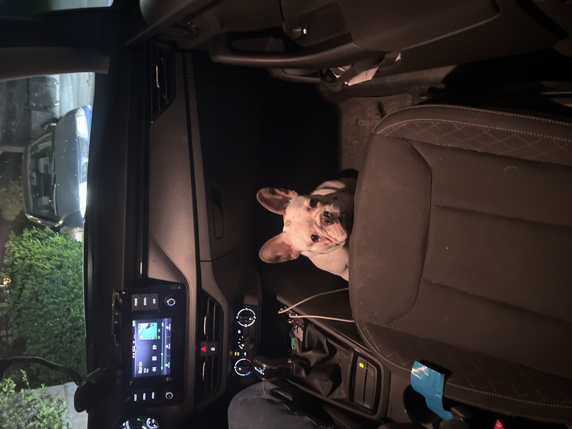 A medium shot looking into the driver's side of a car reveals a beige and white French Bulldog peering out from behind the front passenger seat. The dog’s head is angled slightly towards the camera, and it appears to be looking directly at the viewer.
The car's dashboard is visible, showing a navigation display, and below it, car climate controls. The gear stick is visible. The driver's leg is partly seen, wearing denim.
Outside, through the car's windshield, greenery and possibly a building are visible. Although the location is given as Budva, Montenegro, there are no distinctive features in the shot to confirm this.