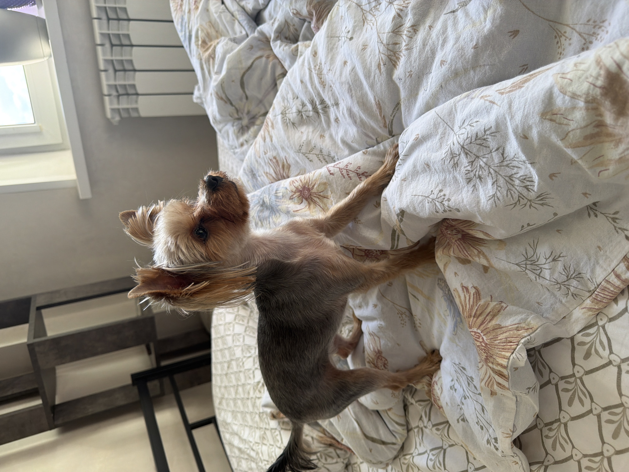 A small Yorkshire Terrier is lying on a bed with a floral duvet. The dog's body is mostly grey with some tan fur on its head and legs. Its tail is a bit bushy and dark. The dog is looking upwards and to the left. The bed has a white duvet with a pattern of light brown and green flowers and leaves. In the background, a white radiator is visible next to a window with a white frame. To the left of the radiator, there are some dark grey shelves with black supports, suggesting furniture or a storage unit. The lighting suggests it's daytime, possibly morning or afternoon, and the weather is unclear. The scene appears to be indoors, likely a bedroom, in Tryokhgorny, Russia.