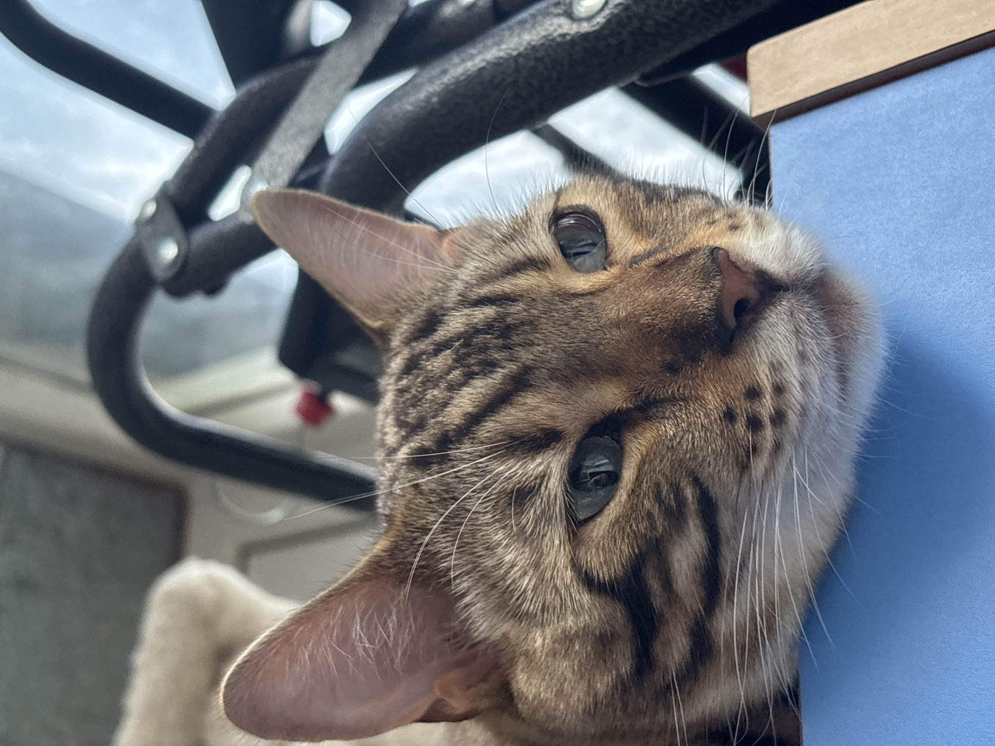 The image is a close-up, eye-level shot of a Bengal cat's face. The cat is lying down, with its head resting on a blue surface. Its fur is brown with black stripes, and its eyes are greenish-blue. The background is blurred and appears to be indoors, with a metal structure visible behind the cat. There are no people or other animals in the image. The location is not specified in the image or the provided context.