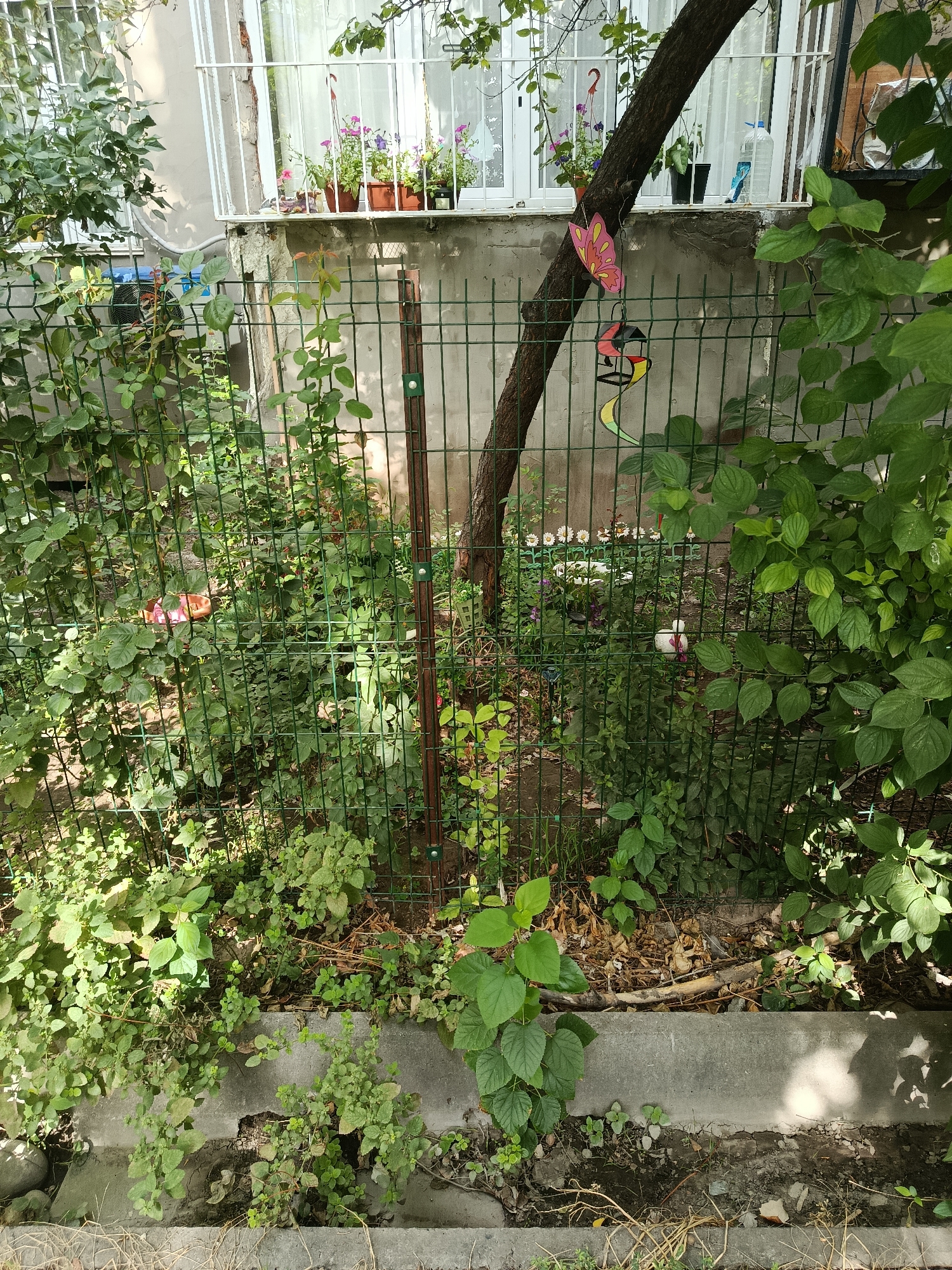 This image depicts a view of a residential backyard in Bishkek, Kyrgyzstan, on a sunny day. A green wire mesh fence runs horizontally across the scene, separating the foreground from the background. The foreground features an overgrown area with various green plants, some of which are trailing over a concrete structure. In the background, behind the fence, a small garden area is visible, containing potted plants on a windowsill of a building. A tree trunk emerges from the ground in the middle ground, with decorative items, including a pink butterfly and a colorful wind chime, attached to it. The overall impression is one of a somewhat unkempt but lived-in outdoor space.