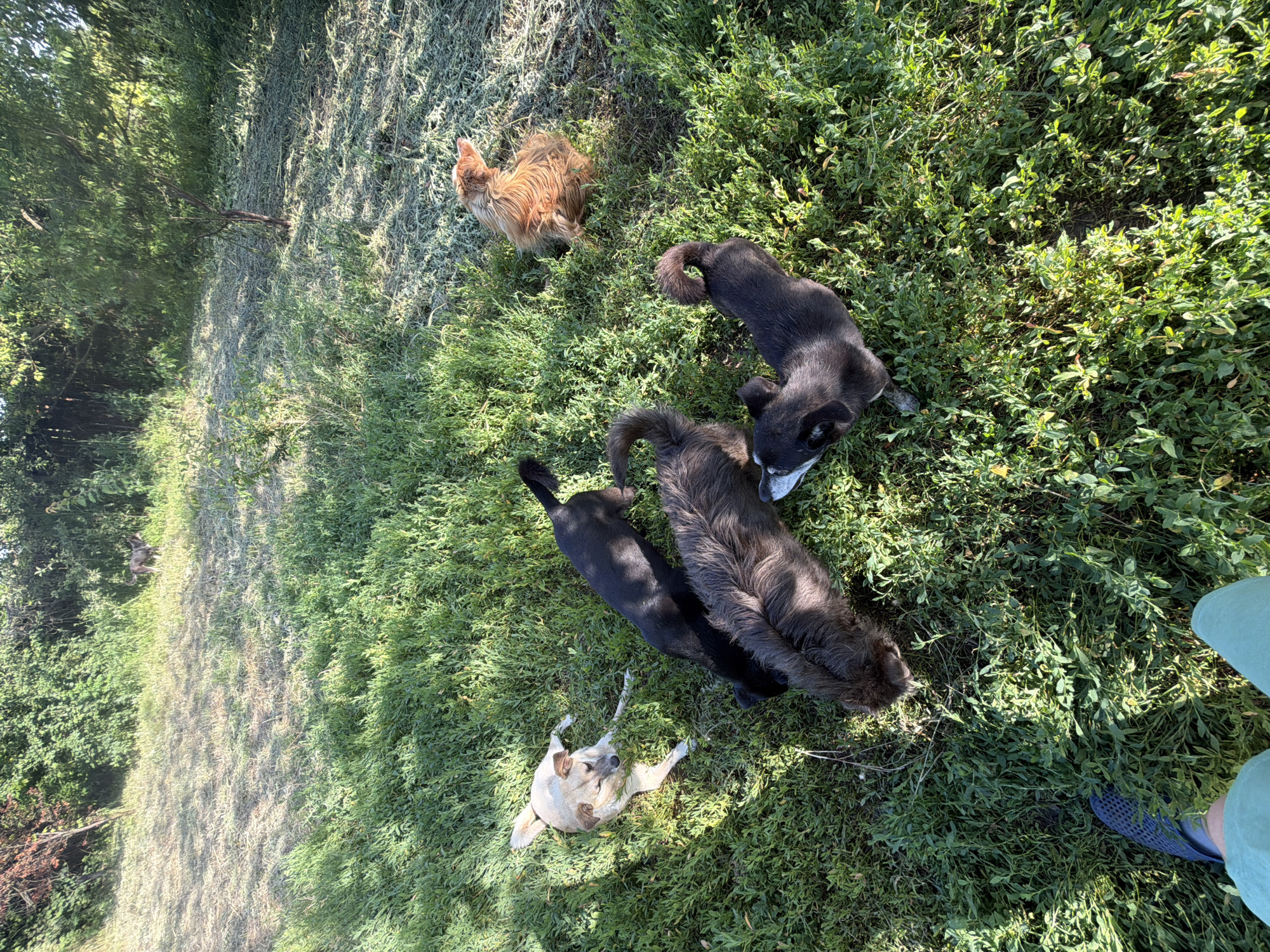 A group of dogs and a chicken are gathered in a grassy outdoor area. One dog, mostly light brown with white markings, is lying on its back in the grass, paws in the air. A long-haired, reddish-brown chicken stands nearby, facing away from the camera. Two black dogs are also present, one standing and looking down at something in the grass, and another partially visible with its head toward the foreground. The scene appears to be a casual gathering in a park or backyard, with lush green grass and trees in the background suggesting a natural setting. The lighting indicates it is daytime, likely late morning or early afternoon, with dappled sunlight filtering through the trees. No people are visible, but a pair of feet in light green shorts and dark blue slip-on shoes are present in the lower right corner of the frame. The overall mood seems relaxed and peaceful, with the animals enjoying the outdoors. There is no visible text in the image.
