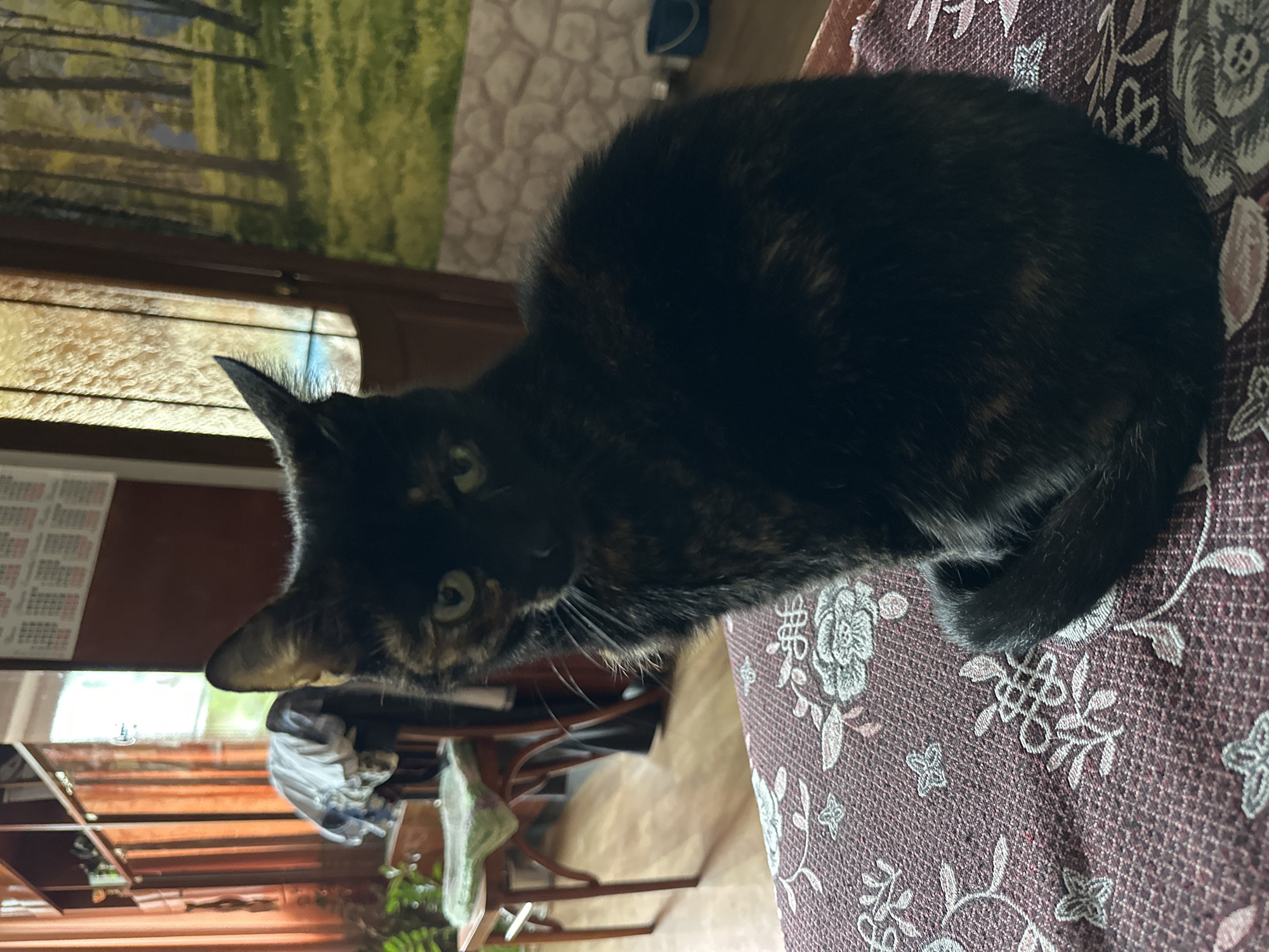 In Shelekhov, Russia, a tortoiseshell cat is seated on a patterned maroon fabric surface, likely a cushion or tablecloth, in what appears to be a domestic indoor setting. The cat, with dark fur interspersed with patches of lighter brown and orange, is facing slightly to the left of the camera, with its gaze directed forward. Its eyes are a pale green. Behind the cat, a large wooden cabinet with glass doors is visible, containing various items and what looks like laundry draped over a chair. To the right, a wall features a textured, stone-like pattern, and a large mural depicting a forest scene. A closed wooden door with a glass pane is also present in the background, offering a glimpse of outdoor greenery. The lighting suggests it is daytime.