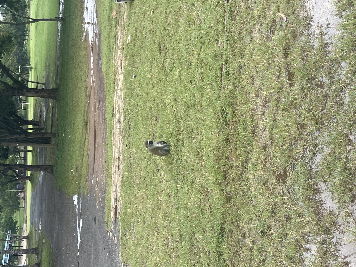 The image displays an outdoor scene, likely in Kibaha, Tanzania, featuring a landscape that appears to have recently experienced rainfall. A greyish-brown monkey, possibly a vervet monkey, is centrally positioned on the vibrant green grass, facing towards the left side of the frame. The immediate vicinity around the monkey and further to the right is waterlogged, with large puddles or standing water covering portions of the grassy area.
A wet, unpaved path, made of dirt or gravel, cuts diagonally through the middle of the scene from the lower left to the upper right. This path is also visibly damp and features several puddles. On the left side of the path, a row of mature trees with dark, substantial trunks and dense green foliage lines the edge, bordering another expansive stretch of green grass. In the far background, on the left, white structures resembling goalposts are partially visible, suggesting the presence of a sports field. Benches are also discernible along the path in the lower left corner.
The lighting is soft and diffused, characteristic of an overcast day, and there are no strong shadows. No human activity or visible text is present in the image. The overall impression is one of a tranquil natural environment, lush with vegetation and showing clear signs of recent wet weather.