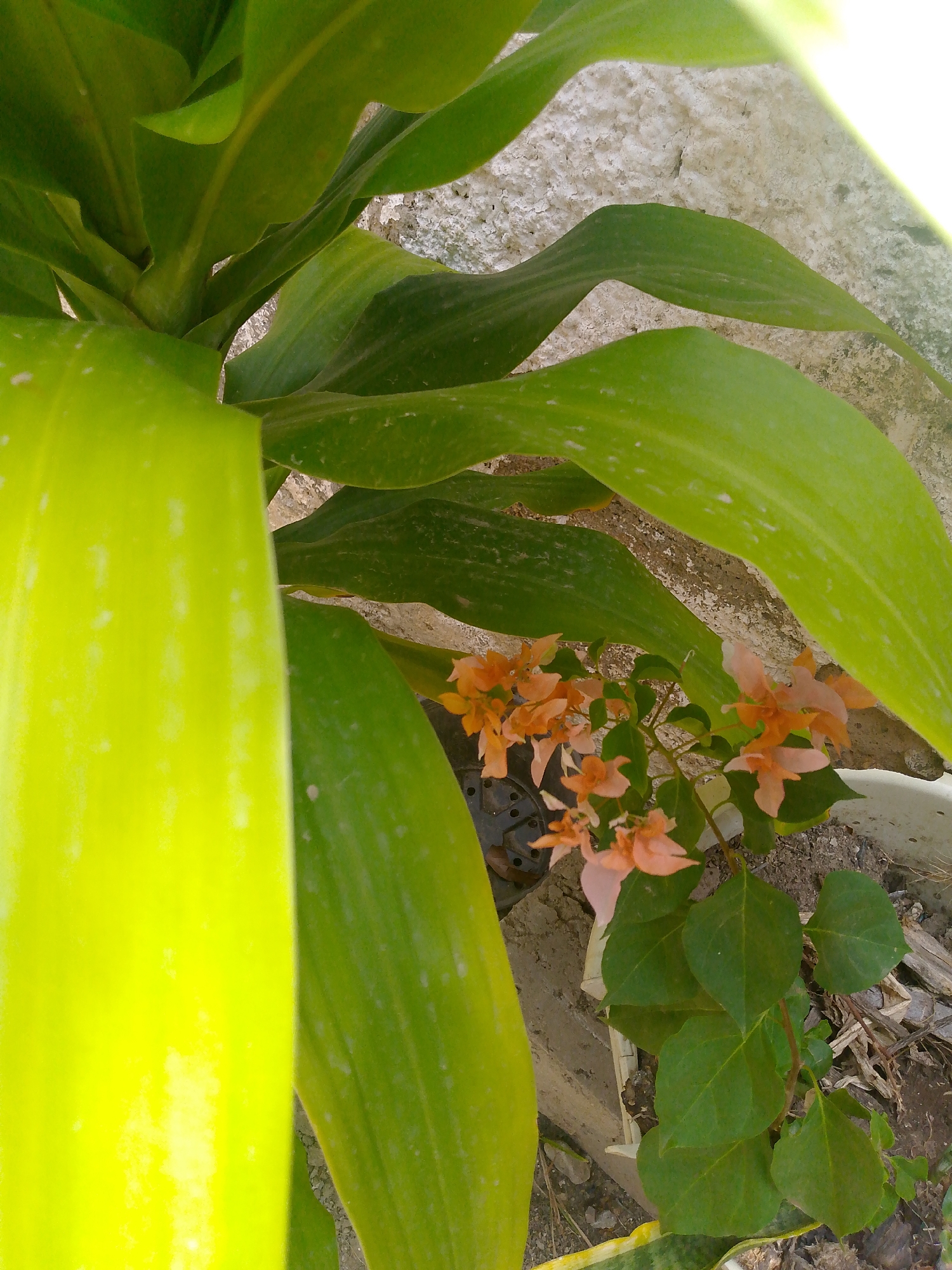 A ground-level shot captures a plant arrangement. Dominating the left is a large, bright yellow plant leaf, likely from a type of corn plant. Behind this, a leafy green plant with speckled leaves curves, partially obscuring a cluster of salmon-colored bougainvillea flowers. The bougainvillea also has several dark green leaves. A textured, light-colored wall or surface forms the background. The ground is visible, with some scattered debris. Location: Juan Griego, Venezuela.