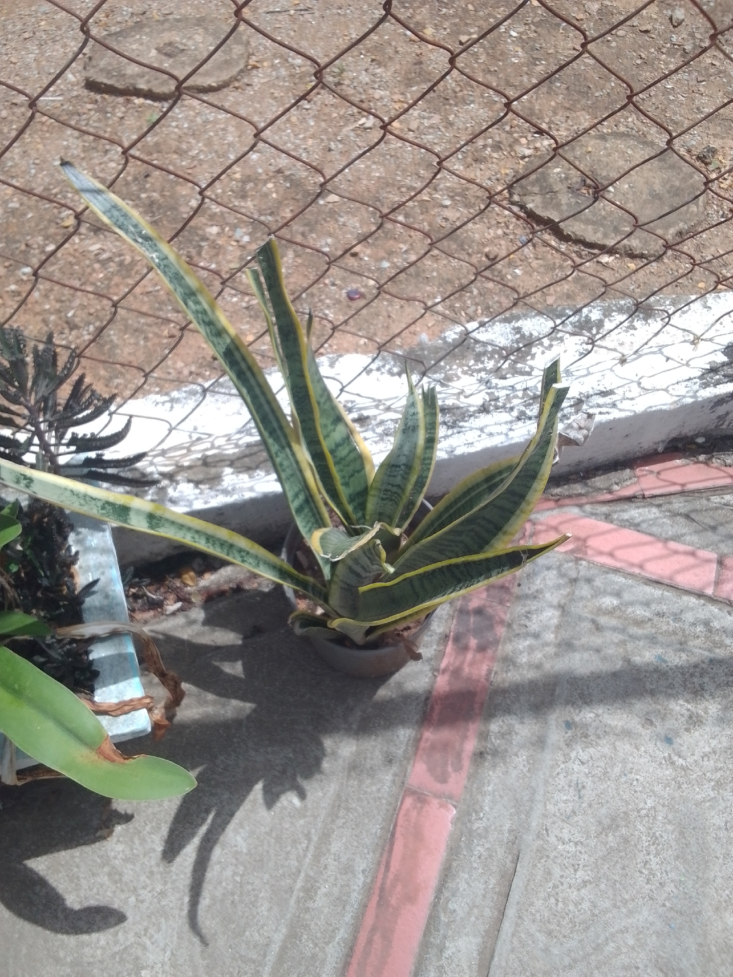 The image shows a snake plant in a pot, placed outdoors on a concrete surface. The snake plant has long, stiff, sword-shaped leaves that are variegated with green and yellow. It is situated behind a rusty wire mesh fence. In the background, beyond the fence, the ground appears to be gravelly with some scattered debris. To the left of the snake plant, another plant with spiky, dark green leaves is partially visible, and a portion of a light blue object, possibly a pot or container, can be seen. A large, broad, green leaf with a brown tip extends into the lower left corner of the frame. The concrete surface has a pinkish rectangular marking on it, and there are shadows cast from the plants and the fence. The lighting suggests it is daytime, likely sunny, given the distinct shadows. The scene appears to be an outdoor area, possibly a yard or patio, in La Tagua, Venezuela. There is no visible text in the image.