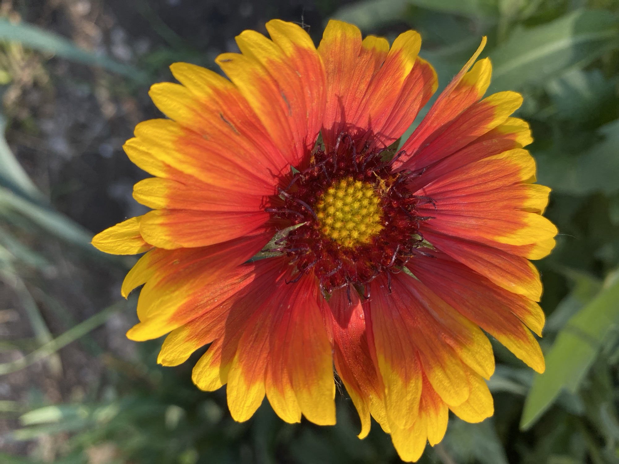 A Gaillardia flower, displaying yellow-tipped petals graduating to a red-orange hue towards the center, is presented in a close-up, top-down view. The flower's central disk is a compact arrangement of tiny yellow florets surrounded by darker reddish-brown structures. The background is a blurry expanse of green foliage, suggesting an outdoor setting in a garden or natural area.
It is not possible to determine the location in Dnipro, Ukraine from this image.