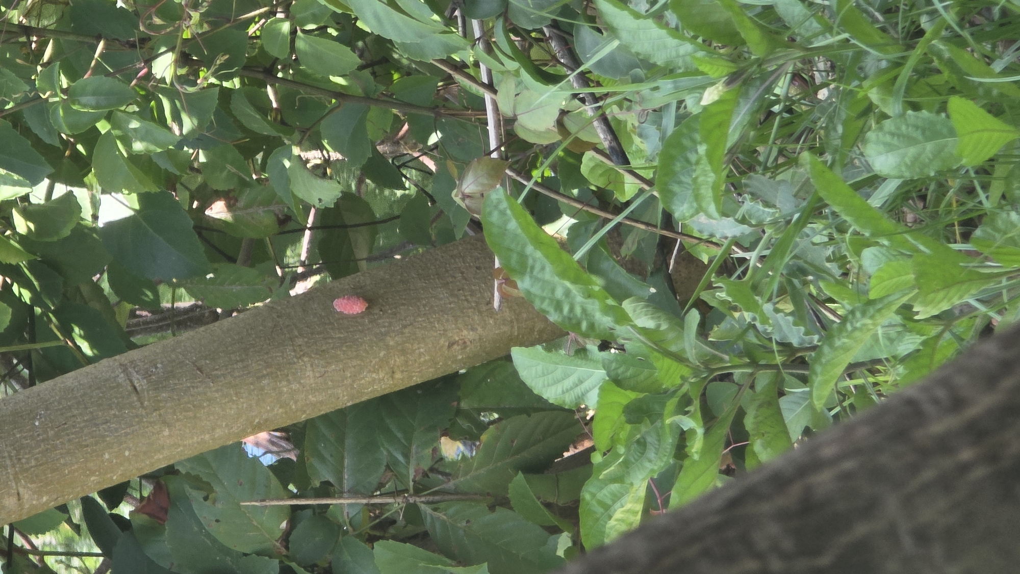 The image shows a close-up view of tree branches and foliage. The scene is dominated by green leaves of varying shapes and sizes, some of which are slightly blurred, suggesting movement or shallow depth of field. A section of a tree trunk is visible, running diagonally across the frame, featuring a pink, clustered object on its surface. Other branches and twigs intertwine among the leaves, creating a dense, layered composition. Based on the prompt, the location is Lhokseumawe, Indonesia. However, the image alone does not provide any further contextual information about the city itself.