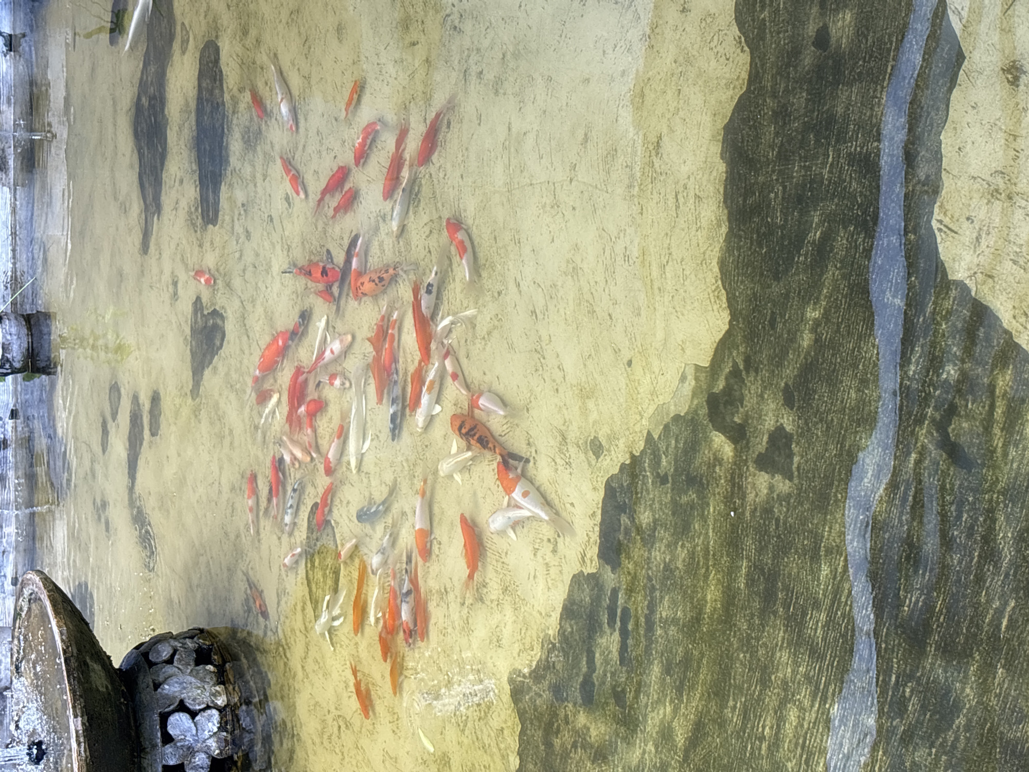 The image depicts a pond with numerous koi fish swimming in it. The pond appears to be concrete, with visible staining and discoloration. A small, decorative water feature with a stone base sits on the left edge of the frame. The water is slightly murky, obscuring the bottom of the pond in some areas. The fish are a mix of orange, white, and black, with varying patterns. The pond is located in South Denpasar, Indonesia.