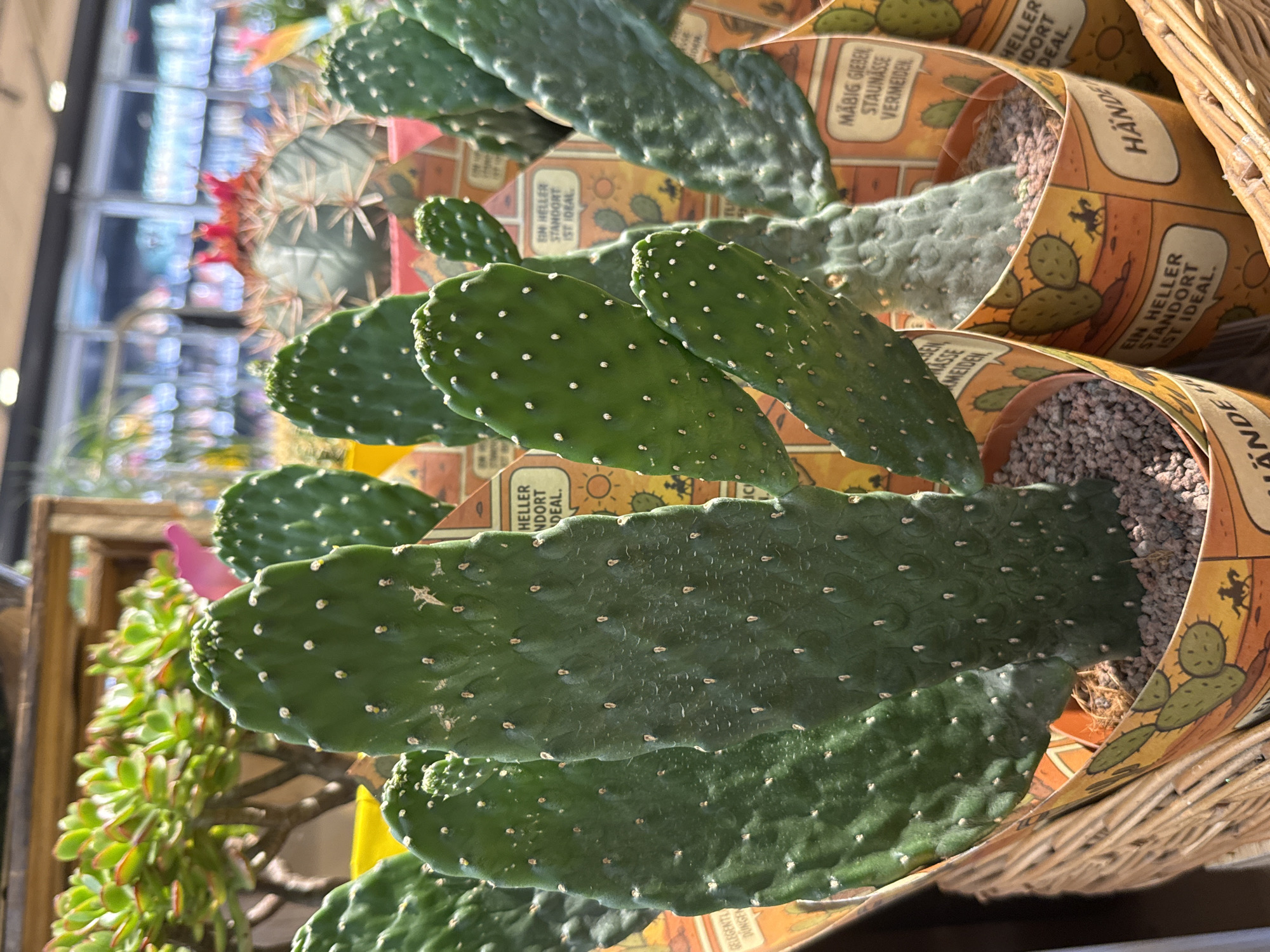 The image shows a close-up of several potted prickly pear cacti, likely for sale at a market or nursery. The cacti are green and have numerous white dots, which are areoles from which spines grow. They are planted in small pots, each wrapped in decorative paper featuring a desert-themed design with cacti and a silhouette of a cowboy on horseback. The pots are nestled in a woven basket. In the background, other plants are visible, including a jade plant with fleshy green leaves and another cactus with pink flowers. The scene appears to be outdoors or in a well-lit indoor space with a background that suggests a store or garden center. The lighting is bright, indicating a sunny day. There is no visible indication of Herzberg, Germany.