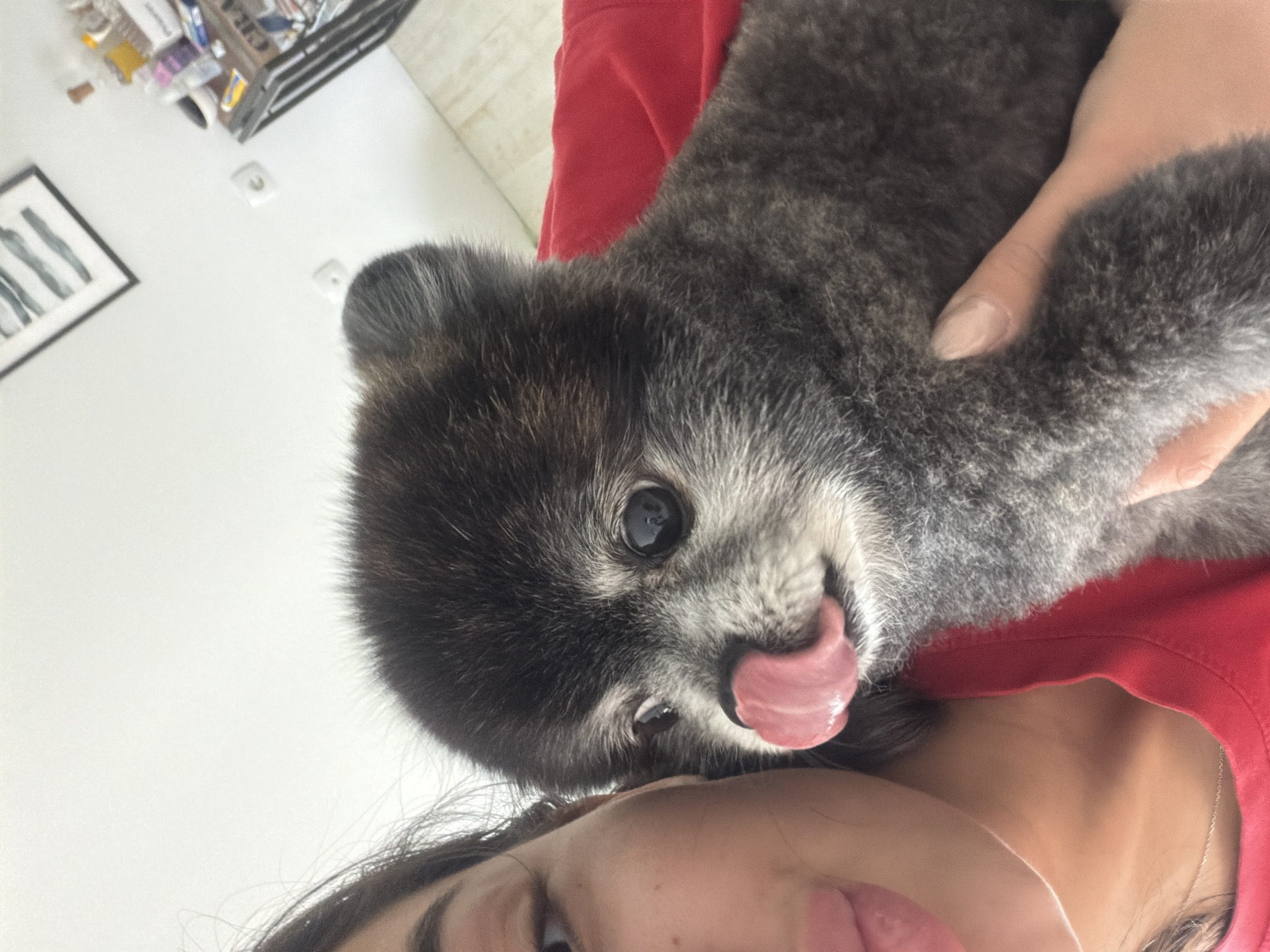 A close-up, slightly tilted, selfie depicts a person holding a dog. The person's forehead, eye, and part of the mouth are visible at the bottom of the frame. The dog, a small breed with gray and black fur, is held in the person's arm and licks its nose with its tongue. The person wears a red garment. The background, slightly out of focus, features a white wall and a partial view of a metal shelf unit with various items on it. A framed picture hangs on the wall. It is not possible to tell if the photo was taken in Plovdiv, Bulgaria. There is nothing to indicate a specific location.