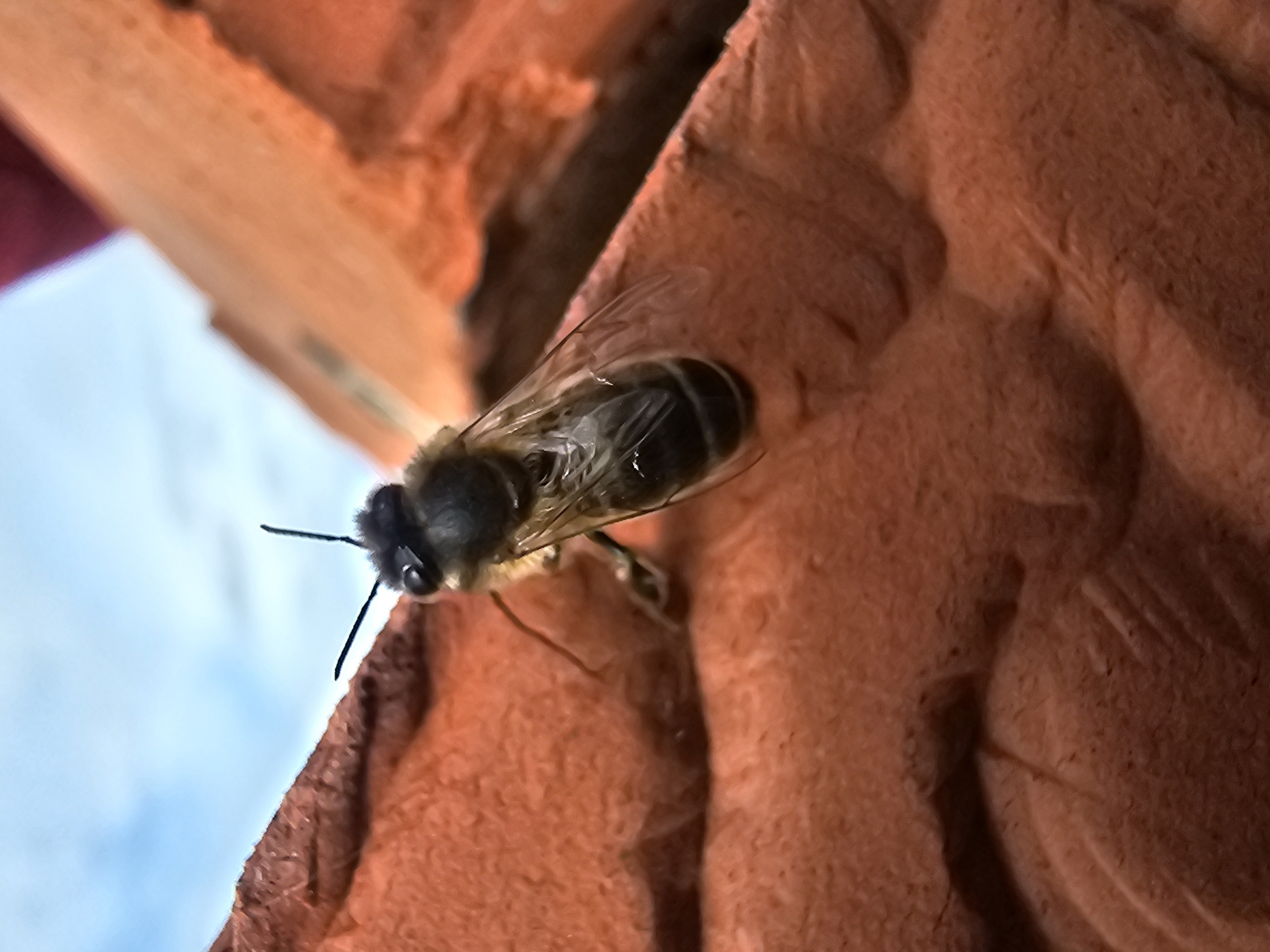 A bee is perched on a textured, reddish-brown surface, possibly a clay tile. The bee is in focus, showcasing its head, antennae, and the striations on its abdomen. Parts of the blue sky are barely visible on the lower left. The photo appears to be taken at close range with shallow depth of field. There is no information available to determine the exact location of this photo, or if it was taken in Kalinovka, Russia.