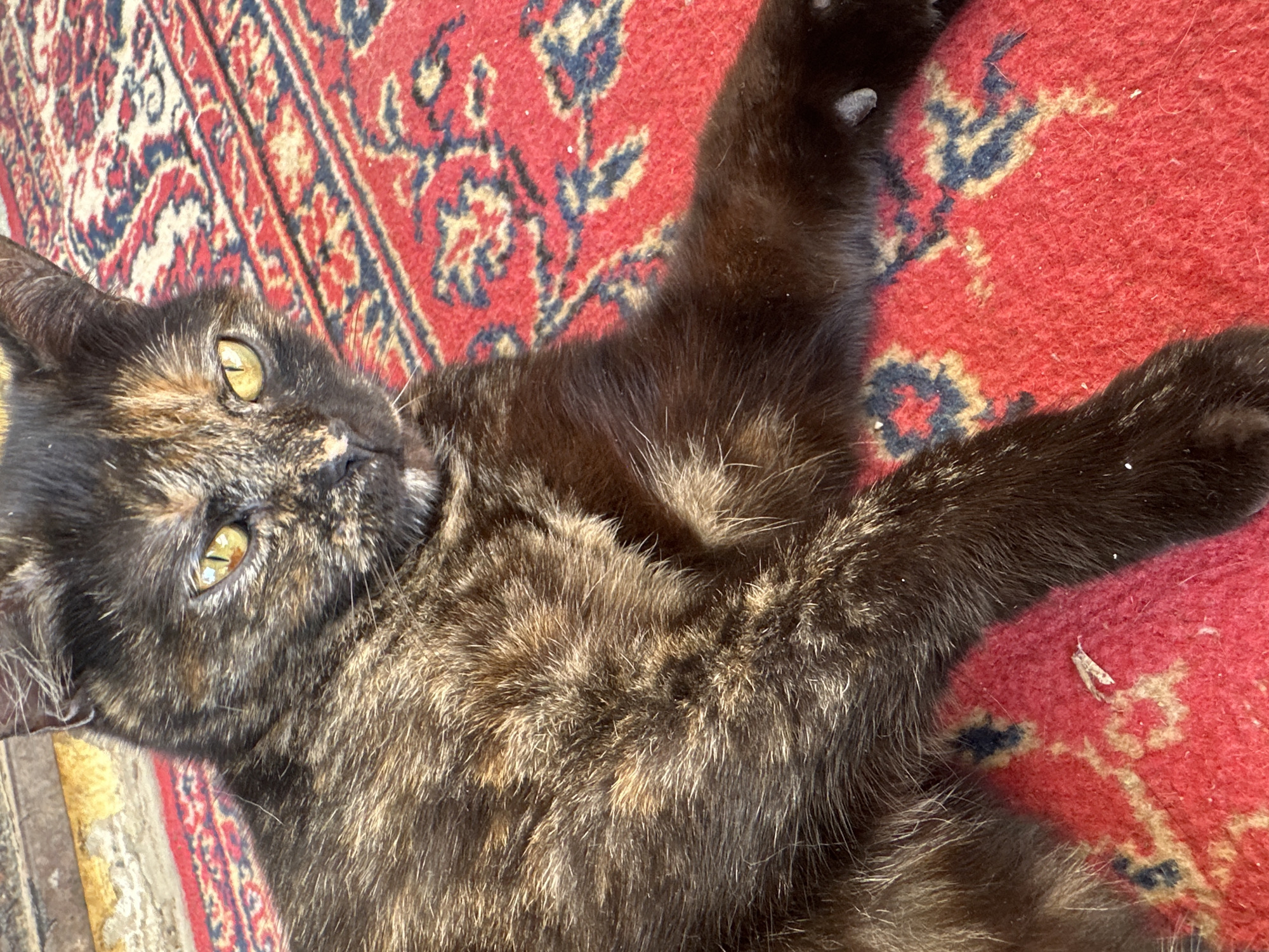A tortoiseshell cat with yellow eyes is lying on a red rug with a repeating pattern of floral motifs in dark blue and tan. The cat is positioned diagonally across the frame, with its head on the left side and its paws stretched out towards the right. The lighting appears to be natural and the location is Unknown, Unknown.