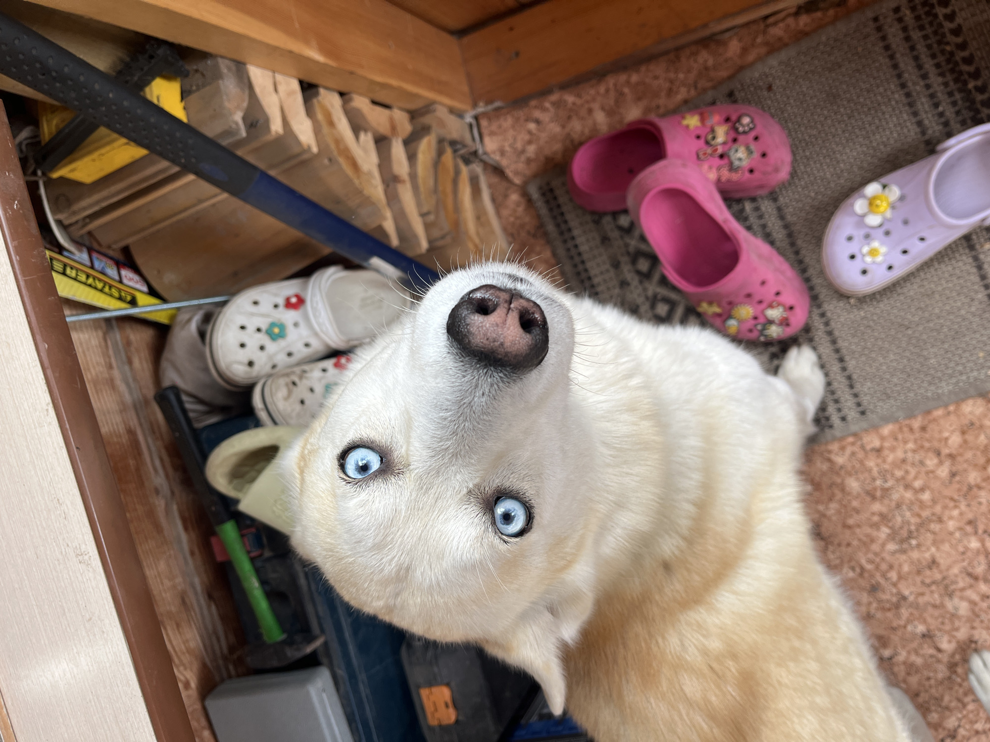 A light-colored Husky dog with striking blue eyes is positioned in the foreground of the image, looking upwards towards the camera. The dog is predominantly white with some cream-colored fur on its body and head. Its nose is black and appears wet. The dog is situated on a textured rug, with two pairs of Crocs-style shoes nearby. One pair is bright pink and decorated with various cartoon characters and flowers, while the other is a light purple with white and yellow flower embellishments.
The background of the image reveals a cluttered storage area. Various tools and objects are visible, including what appears to be a toolbox, a green-handled tool, wooden planks stacked horizontally, and a yellow object. A portion of a blue and black handled tool, possibly a hammer or similar implement, is also present. The overall environment suggests an outdoor or shed-like setting, possibly a garage or workshop. The flooring in the immediate area around the dog and shoes is a reddish-brown, possibly cork or a similar material, with a speckled pattern. The upper portion of the image shows wooden planks, indicating the structure of the surroundings. The scene is illuminated by natural light, casting some shadows. No specific landmarks or indicators of the city of Tomsk, Russia, are visible within the frame.