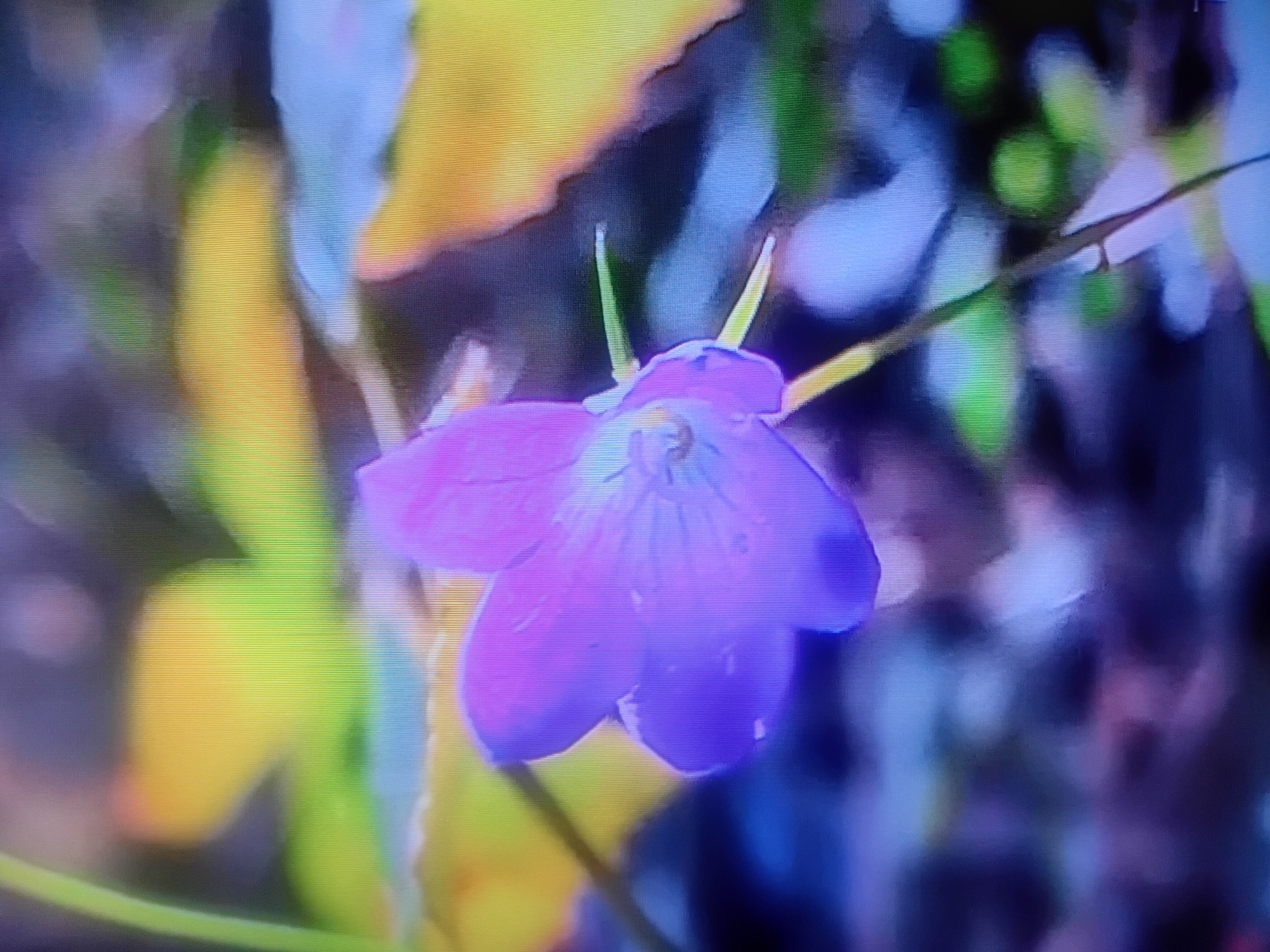 The image shows a close-up, slightly out-of-focus view of a purple flower with five petals. The flower has delicate veins visible on its petals and a lighter-colored center. The background is a blur of colors, including yellow, green, blue, and dark purple, suggesting an outdoor setting with foliage and possibly fallen leaves. The image quality is low, with visible pixelation and noise. No specific location within Petropavl, Kazakhstan, can be determined from the visual information provided.