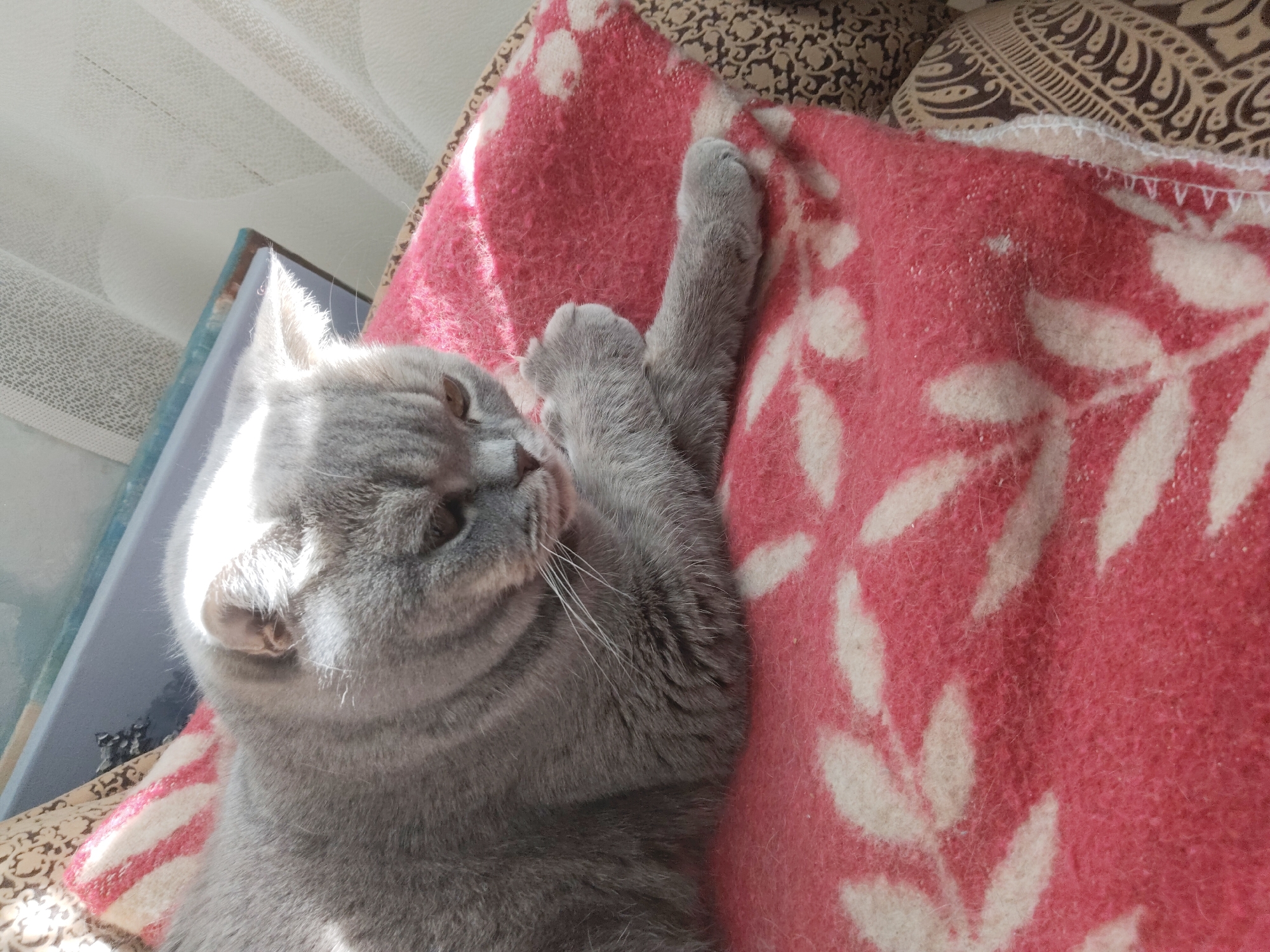A gray cat is lying on a pink and white blanket. The cat's paws are raised, and it appears to be sleeping. There is a book next to the cat and a curtain in the background. The location is unknown.