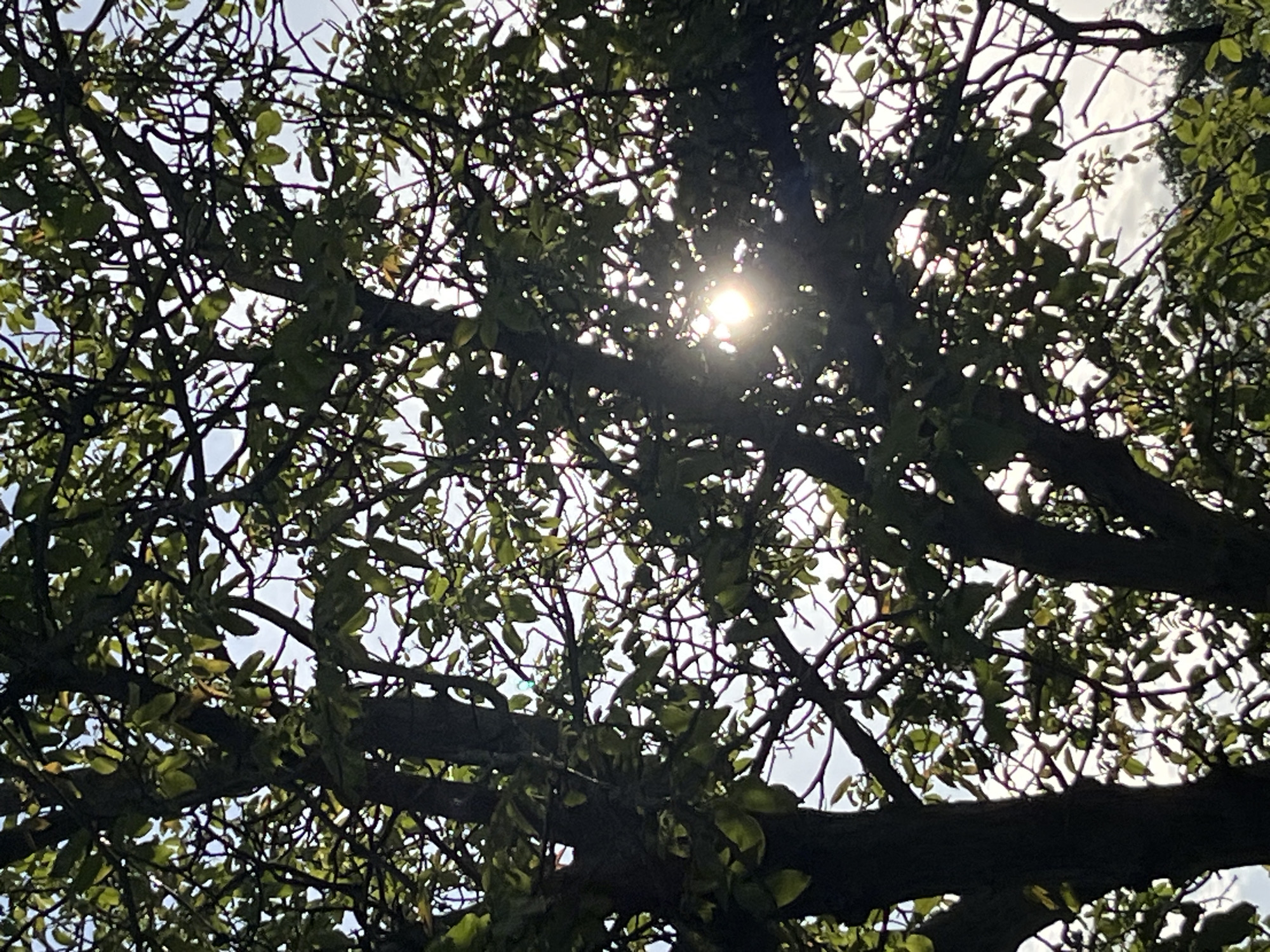 The image shows a view looking up through the branches and leaves of a tree. Sunlight is visible through the gaps in the foliage, creating a bright spot in the center of the frame. The location in the city of Kryvyi Rih, Ukraine, is not discernible from the visual information provided.