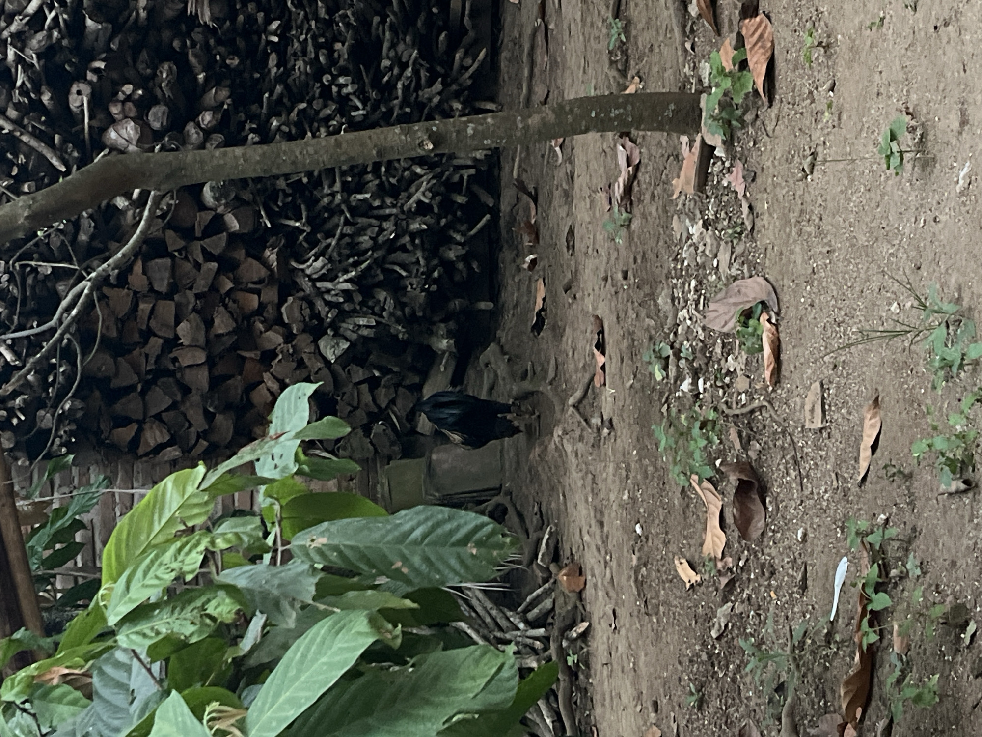The image depicts an outdoor scene in Kebumen, Indonesia, with a focus on a rooster foraging in a dusty, unpaved area. In the foreground, dry leaves and scattered debris litter the ground, interspersed with small green shoots of vegetation. A thin tree trunk stands vertically to the right of the frame. Behind the rooster, a substantial pile of neatly stacked firewood forms a rustic backdrop, constructed from logs of varying sizes. The overall environment suggests a rural or semi-rural setting.