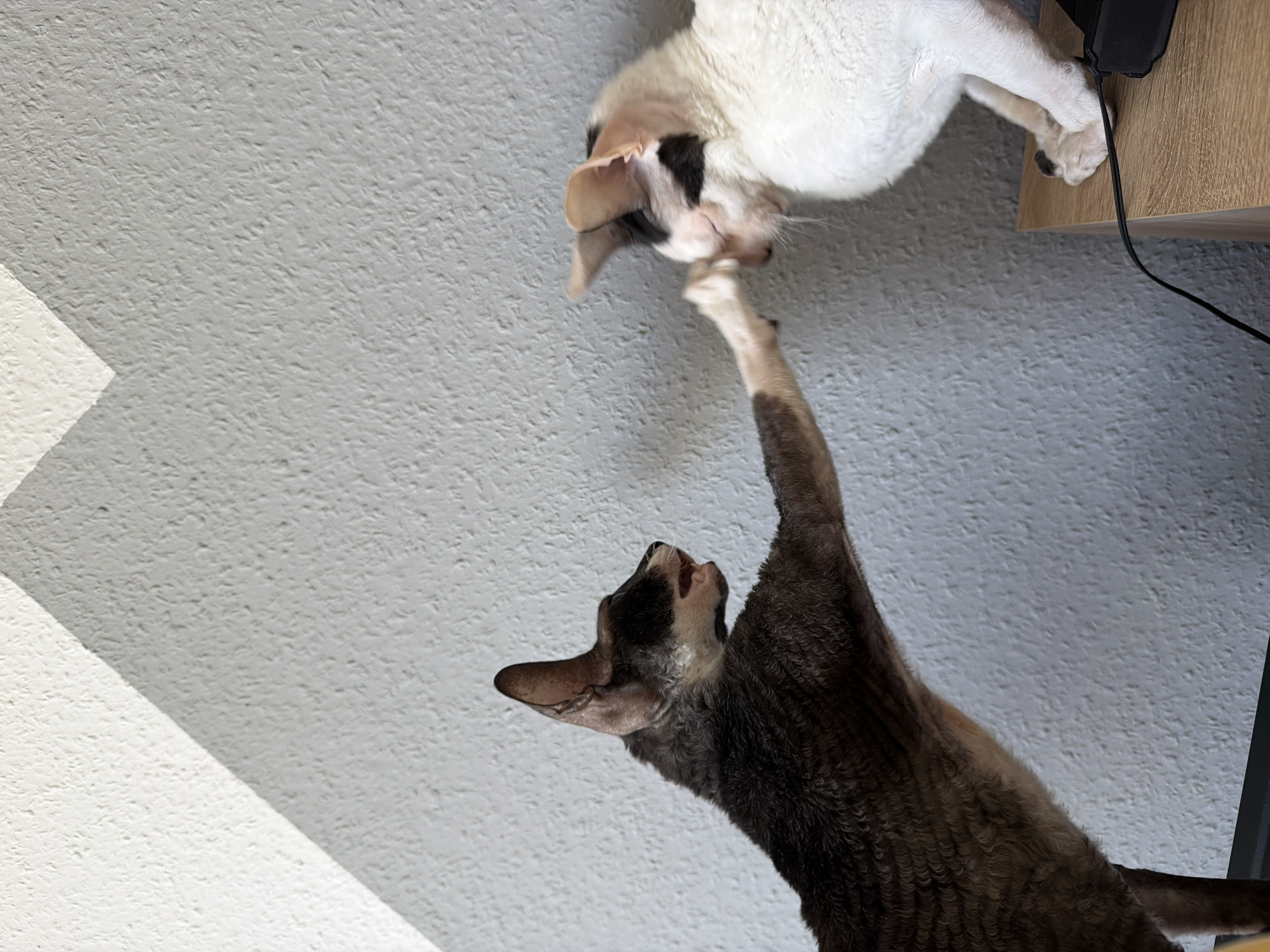 Two cats are captured in mid-interaction. The cat on the left, a dark-colored Cornish Rex with prominent ears, has its front paw extended, touching the other cat's head. The cat on the right, a white and black Cornish Rex, is positioned slightly lower, facing towards the left cat with its head tilted. The background consists of a textured, light-colored wall with a diagonal shadow casting across it, suggesting an indoor environment with a light source from the upper left. A portion of a wooden surface and a black cable are visible in the lower right corner, hinting at furniture and electronic equipment. The image does not provide any discernible information that would allow for the identification of its location in Yekaterinburg, Russia.
