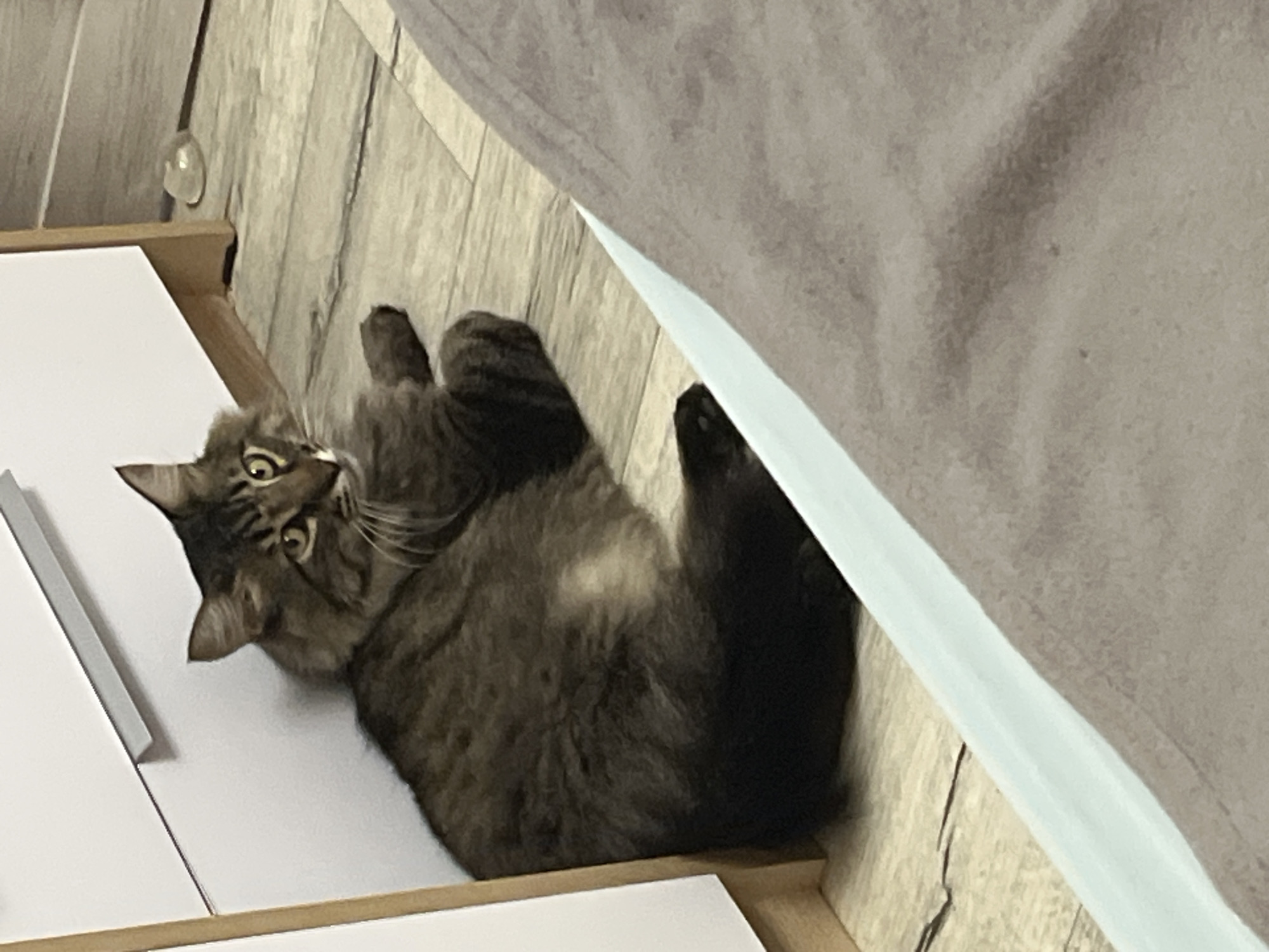 A long-haired tabby cat is lying on a wooden floor next to a white cabinet. The cat is dark brown and gray with yellow eyes. It is looking to the right. The cabinet has a silver handle. The floor is light brown with visible wood grain. In the background, there is a clear, round object on the floor. The foreground is occupied by a beige blanket. The image appears to be taken indoors, in what could be a residential setting. The location is described as being in the city of Krasnyye Barrikady, Russia.