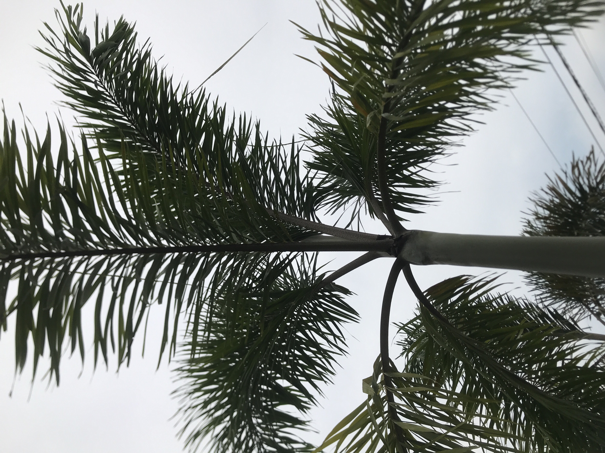 This image, captured in Lhokseumawe, Indonesia, presents an upward view into the canopy of a palm tree against a bright, uniform sky. The main subject is the dark green foliage of the palm, with numerous spiky fronds extending outwards from a central point, characteristic of a palm species. A segment of the tree's trunk or the base where the fronds emerge runs horizontally across the mid-section of the frame.
The fronds are sharply defined and appear somewhat silhouetted against the bright background, indicating that the photograph was taken from below. The sky is largely featureless and bright white or very light grey, suggesting an overcast or hazy daytime condition, providing diffuse lighting with no direct sunlight visible.
In the upper right portion of the main image and some crops, several thin, dark lines are faintly discernible, possibly power lines or distant, slender branches. There are no people, animals, or specific activities taking place. No discernible text is visible anywhere in the image. The scene conveys a sense of natural tranquility, emphasizing the distinct architecture of the palm tree against the expansive sky.