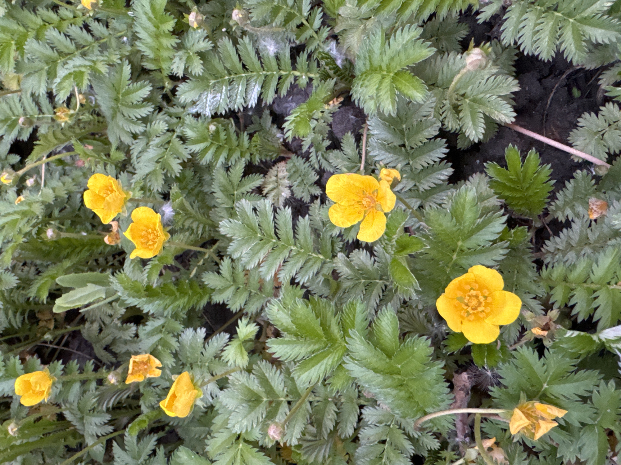 The image displays a close-up view of a dense groundcover of flowering plants, observed in the city of Perm, Russia. The primary subjects are multiple bright yellow flowers interspersed among a profusion of green, pinnately compound leaves.
Each visible flower consists of five ovate, bright yellow petals surrounding a central cluster of numerous short, orange-yellow stamens. Approximately eight flowers are discernible in various stages: several are fully open, displaying their flat petals; others appear partially open, closed, or withered, notably one at the bottom left with shriveled, orange-brown petals. The petals exhibit a slightly wrinkled texture.
The foliage is characterized by finely dissected, fern-like leaves, predominantly a dull green to grayish-green, suggesting a fine pubescence or a glaucous surface. Individual leaflets have sharply serrated margins. The leaves form a dense, low-lying mat, almost entirely covering the dark, earthy substrate, which is visible in sparse patches. Scattered throughout the foliage, particularly on some leaves and the ground, are small, irregular white fibrous elements, consistent with plant detritus or seed material. The lighting is uniform, indicating diffused daylight. No human presence, animal life, or artificial structures are present within the frame.