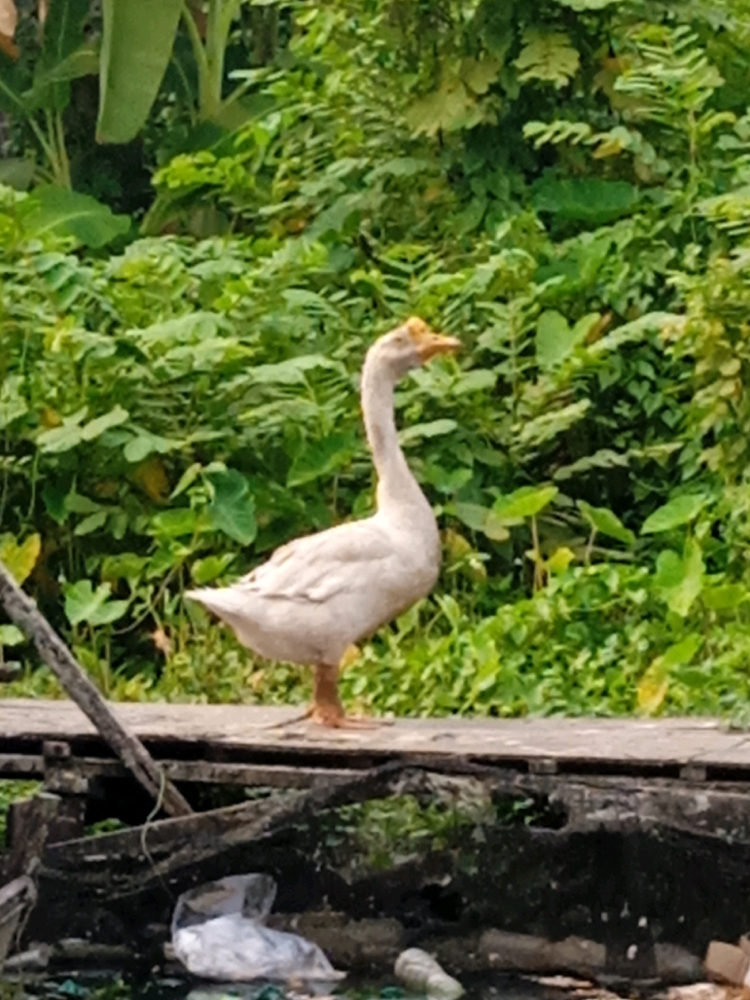 In Banjarmasin, Indonesia, a white goose stands on a wooden platform amidst lush green vegetation. The goose is facing right, with its neck extended and head turned slightly upwards, revealing an orange beak and a tuft of yellow feathers on its crown. The wooden platform appears weathered and is positioned above a murky body of water, where plastic bags and bottles are visible, suggesting a degree of pollution. The background is dominated by dense green foliage, indicative of a natural or semi-natural environment within the city.