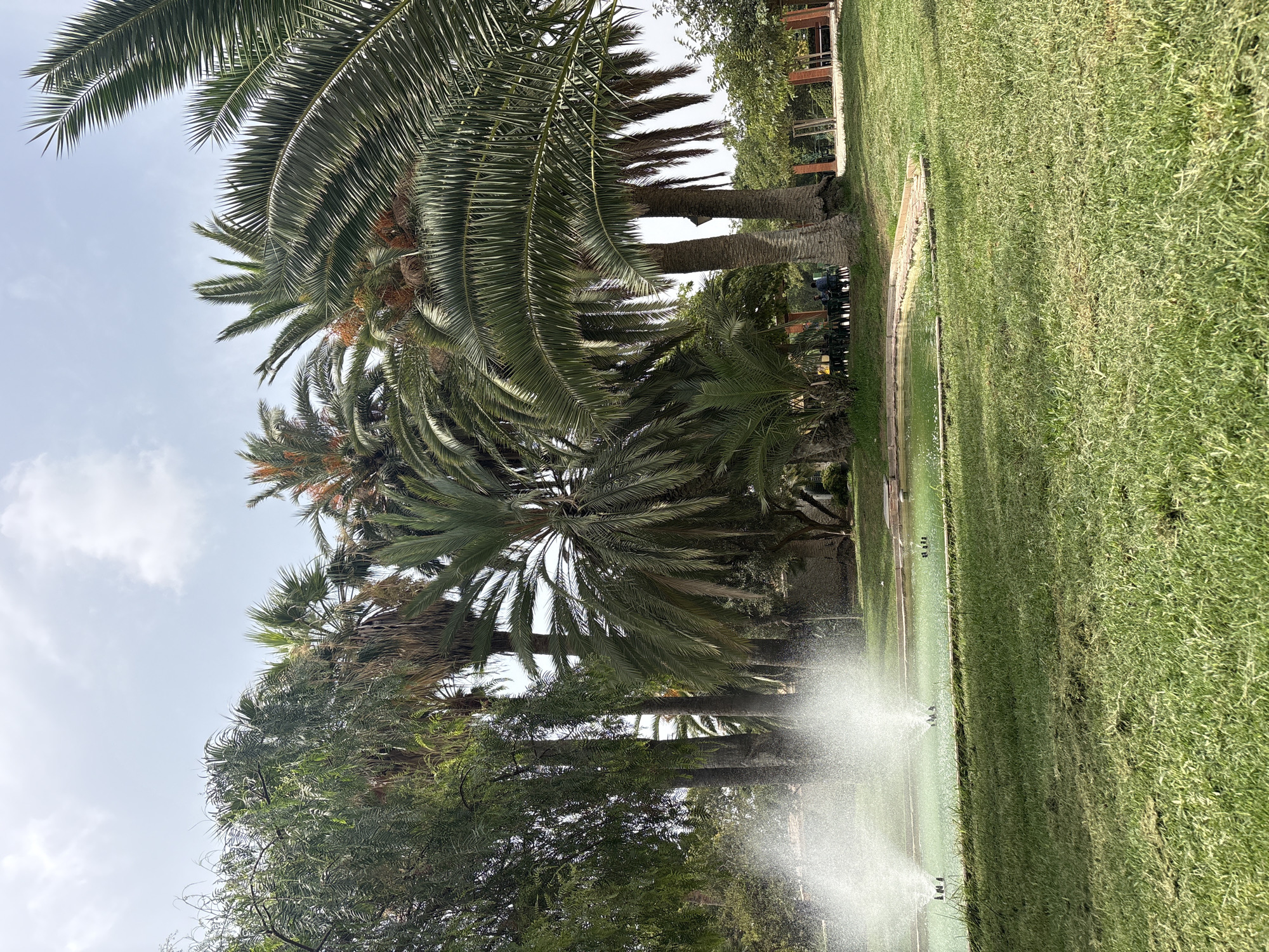 The image depicts a sunny park scene in Valencia, Spain, possibly the Turia Garden, featuring a pond with active water fountains in the foreground. Lush green grass covers the ground, with a pathway bordering the pond. Several palm trees of varying sizes and a tall, thin tree with sparse foliage are prominent in the background, interspersed with other greenery and some structures. A few individuals are seated at tables under a covered area in the distance. The sky is partly cloudy.