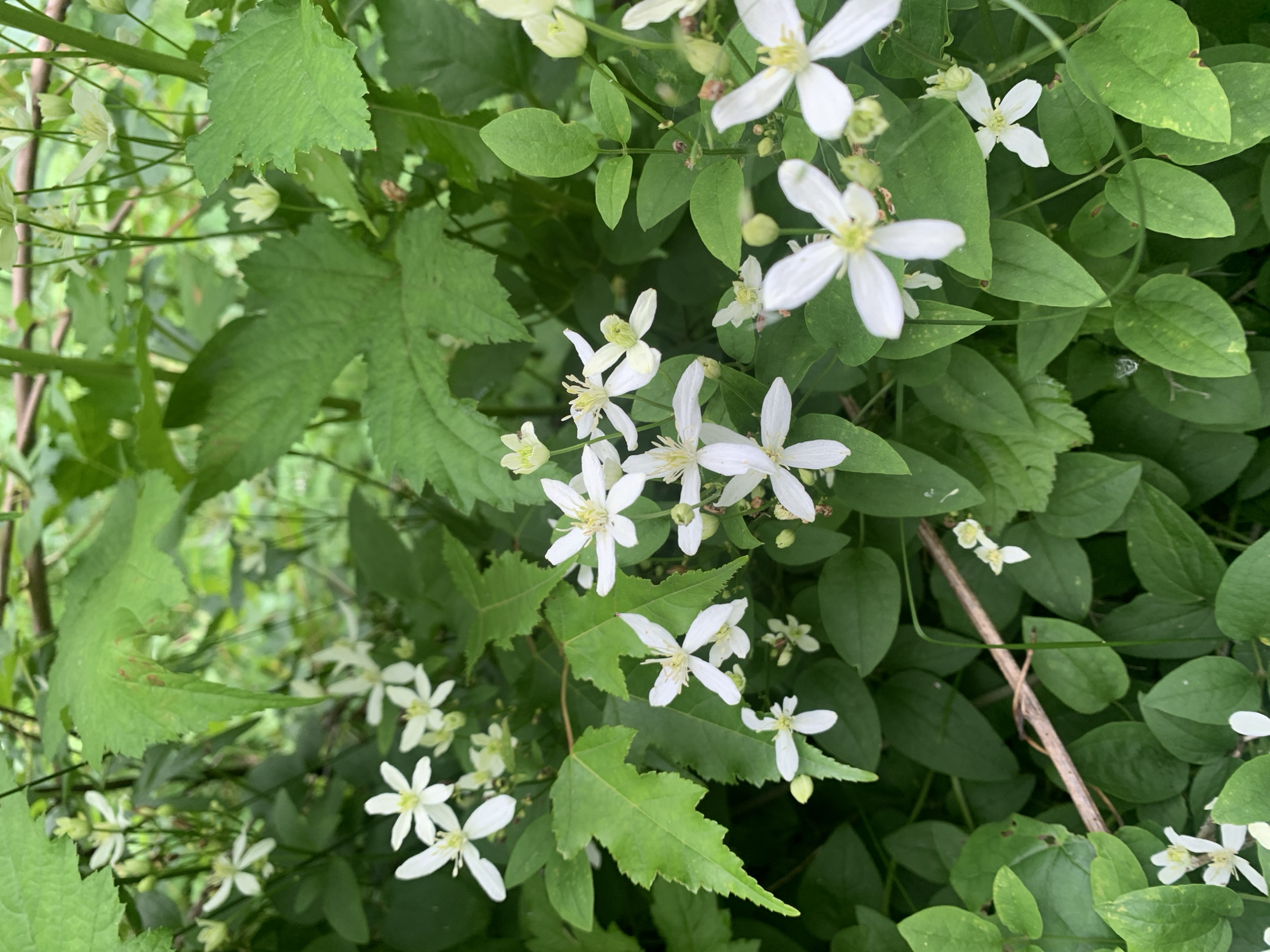 In Ustinovka, Russia, an image captures a dense cluster of white, star-shaped flowers with delicate petals and prominent yellow stamens. These flowers are nestled amongst lush, green foliage, with broad, lobed leaves and smaller, ovate leaves. Some of the flowers are in full bloom, while others appear as buds. The background is a blur of green, suggesting a natural outdoor setting, likely a garden or a wild area within the city. No people or animals are present in the frame, and the scene appears to be a still, natural composition focused on the flora.