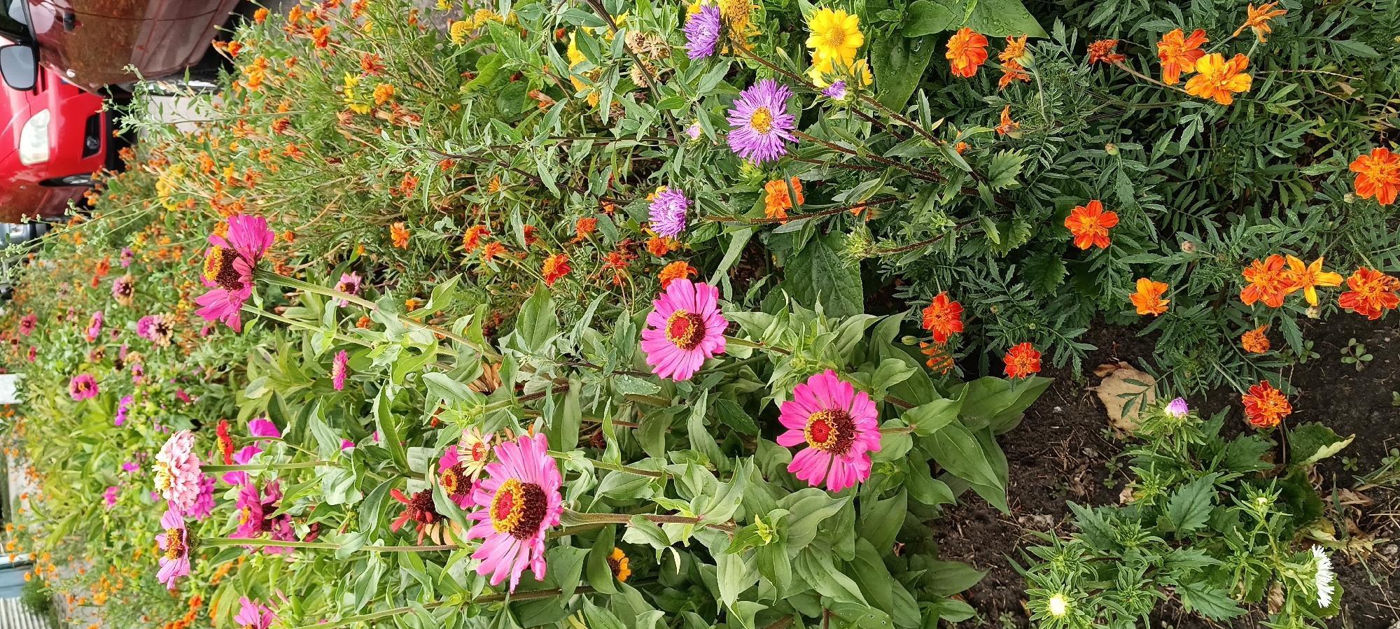 A close-up, vertical shot captures a vibrant flowerbed filled with a variety of blooming plants, likely in Kamianka, Ukraine. The foreground is dominated by several large, pink zinnias with distinct brown and yellow centers, their petals sharply defined. Interspersed among the zinnias are smaller, bright orange marigolds, their cheerful color adding contrast. Further back, clusters of purple asters and yellow flowers add further pops of color to the dense foliage. The background is blurred but suggests a street scene, with the rear of a red car visible on the right side of the frame. The overall impression is one of lush, natural beauty set against an urban backdrop.