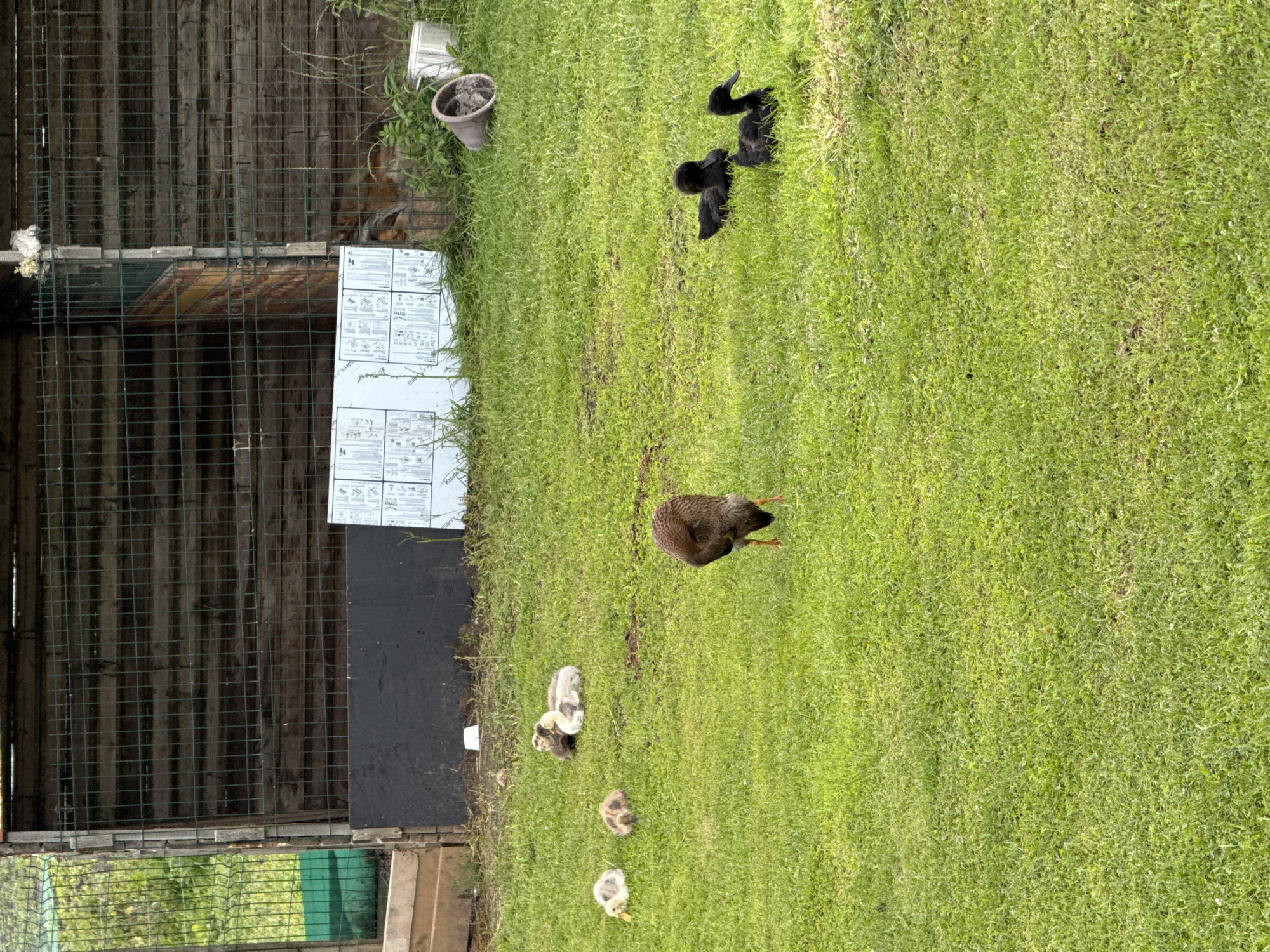 The image depicts an outdoor scene in what appears to be a rural setting, possibly a farm or backyard, in Galinė, Lithuania. The primary subjects are several birds, including one adult bird and a group of smaller chicks. The adult bird, which has dark brown and reddish-brown plumage, is standing on a grassy area. Nearby, several small, fluffy chicks are scattered on the grass; some are light greyish-white, while others have darker speckled markings. In the background, a wooden fence runs vertically along the left side of the image. Against this fence, there are some white panels with text and diagrams, possibly instructions or information. To the right of the fence, a lush green lawn dominates the scene. A few blackbirds are also present on the lawn, appearing to be young or juvenile birds. The overall impression is of a natural, slightly unkempt environment, likely during daytime given the lighting. The presence of chicks suggests a spring or summer season. The scene is peaceful and focuses on the birds and their surroundings. There is visible text on the white panels in the background, but it is not legible in detail.