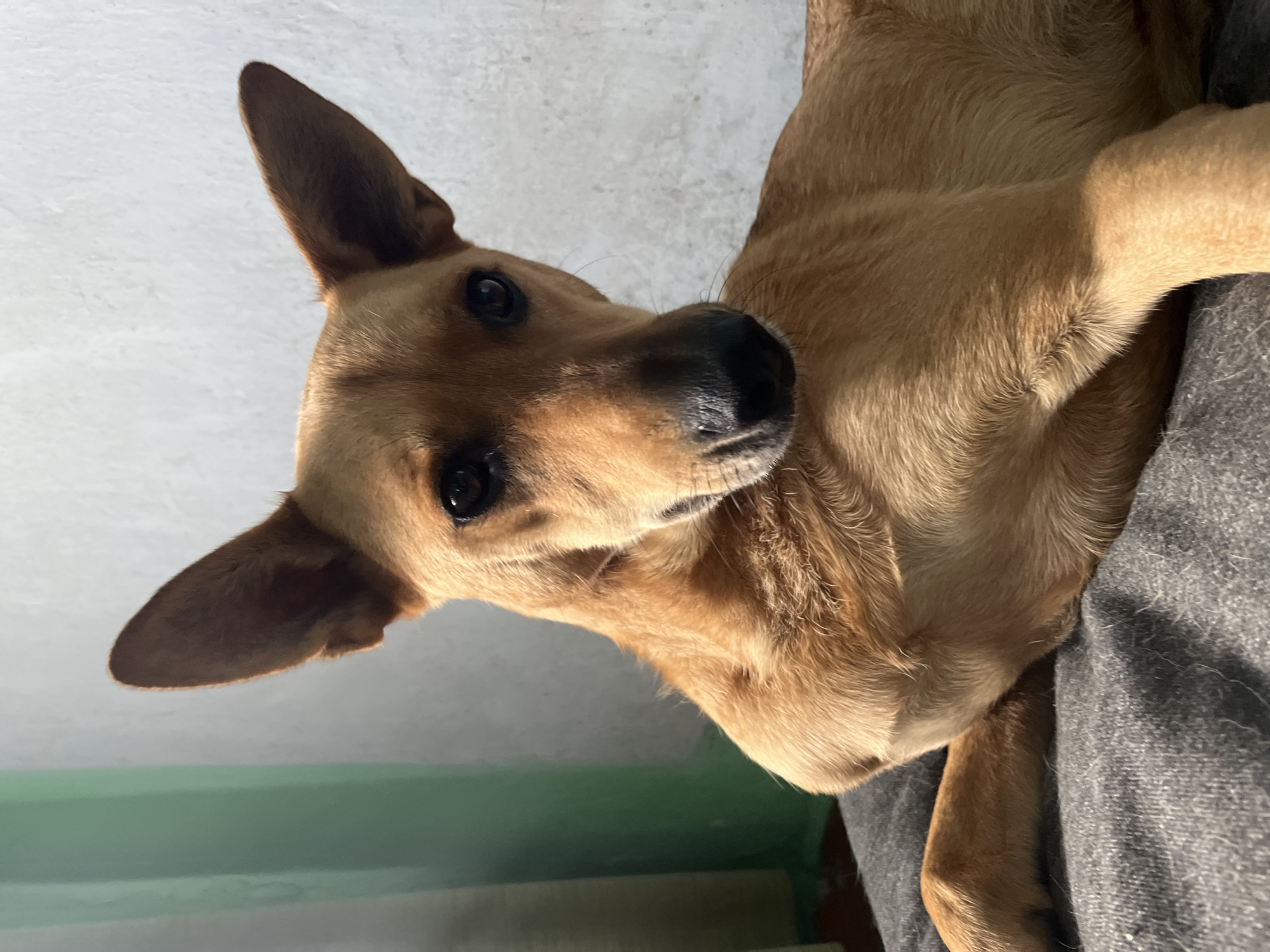 The image shows a medium-sized, short-haired tan dog with large erect ears and dark eyes, resting on a gray textured surface, likely a blanket or cushion. The dog is positioned in the foreground, facing slightly to the left of the camera, with its head turned towards the viewer. Its left front paw is visible, resting on the gray surface. In the background, to the left, is a vertical element that appears to be a green curtain or blind, and to the right is a light-colored, textured wall. The lighting suggests a natural light source from the right, casting some shadows on the dog's face and body. There is no indication of the city of Nizhny Tagil, Russia, in the image.