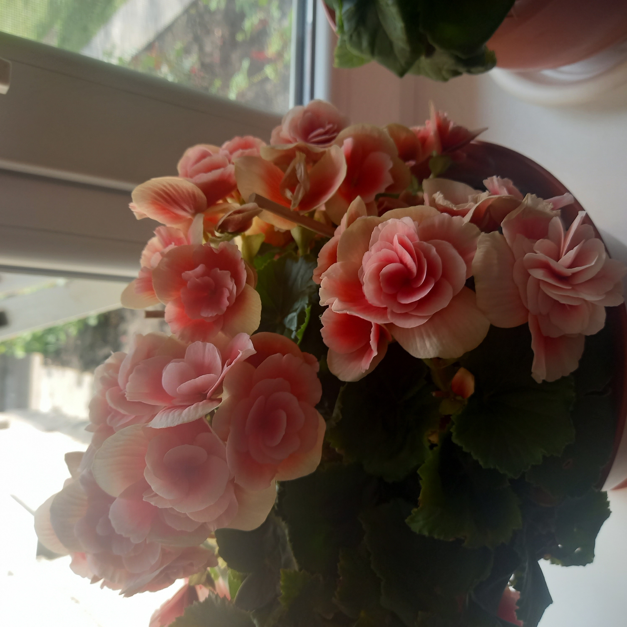 A close-up, eye-level shot captures a cluster of pink and peach-hued begonia flowers in a pot. The flowers are lush and full, with many layered petals. Dark green, textured leaves are visible beneath the blooms. The pot, a reddish-brown hue, sits on a windowsill. Through the window, a blurred background suggests an outdoor scene with green foliage and a pathway, hinting at a residential area in Cepeleuți, Moldova. The lighting is soft, likely natural daylight, creating a gentle glow on the petals. Another potted plant, partially visible on the right, is also present on the sill.