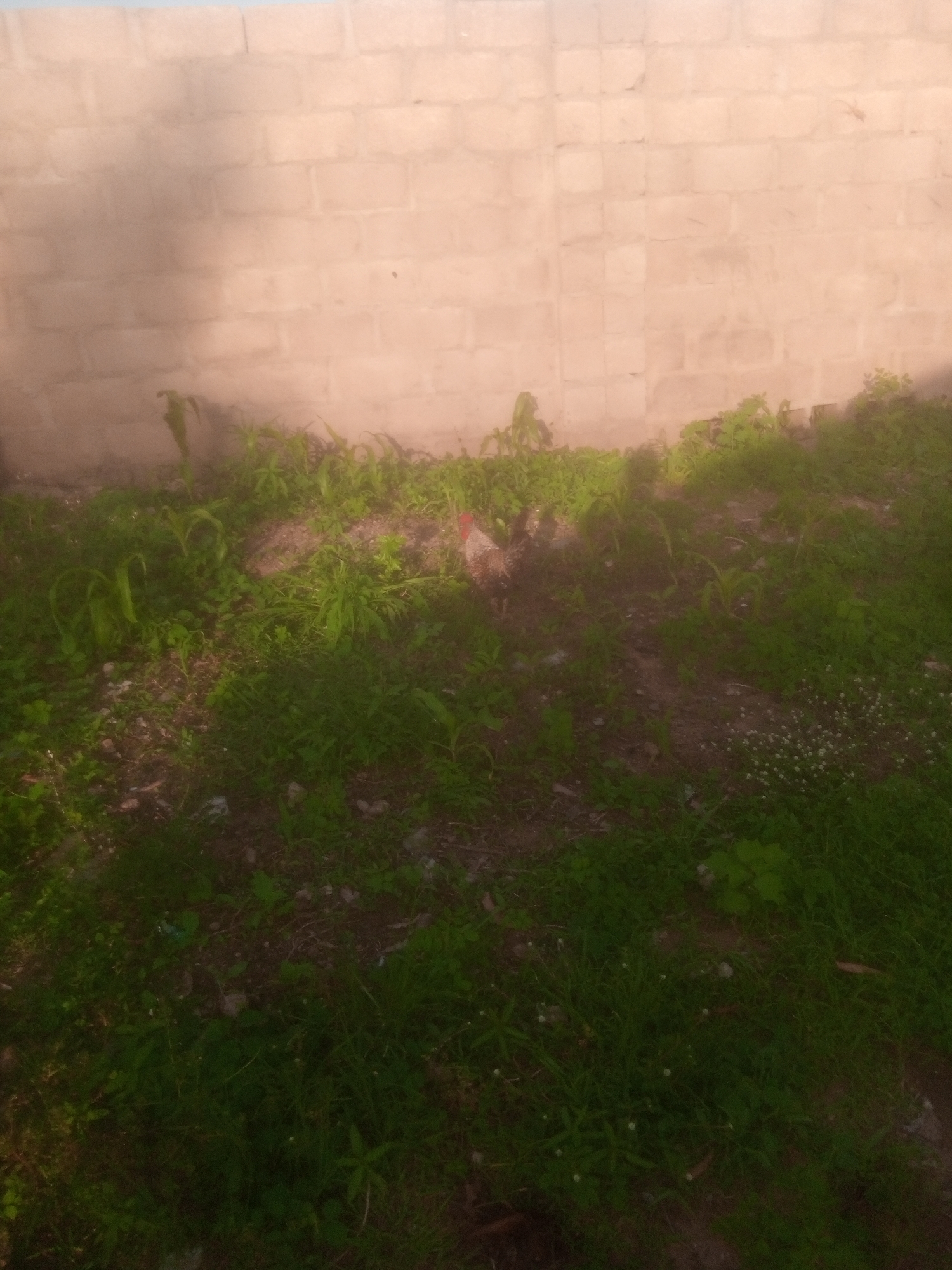 A rooster with white and red plumage is standing in overgrown grass and weeds in front of a light-colored, rough-textured brick wall. The wall appears to be illuminated by soft, diffused light, casting faint shadows. The ground is covered in a mix of green vegetation, patches of bare earth, and some small, white wildflowers. The scene suggests an outdoor area, possibly a backyard or undeveloped plot within the city of Jalingo, Nigeria. The overall impression is one of a simple, somewhat unkempt natural setting.
