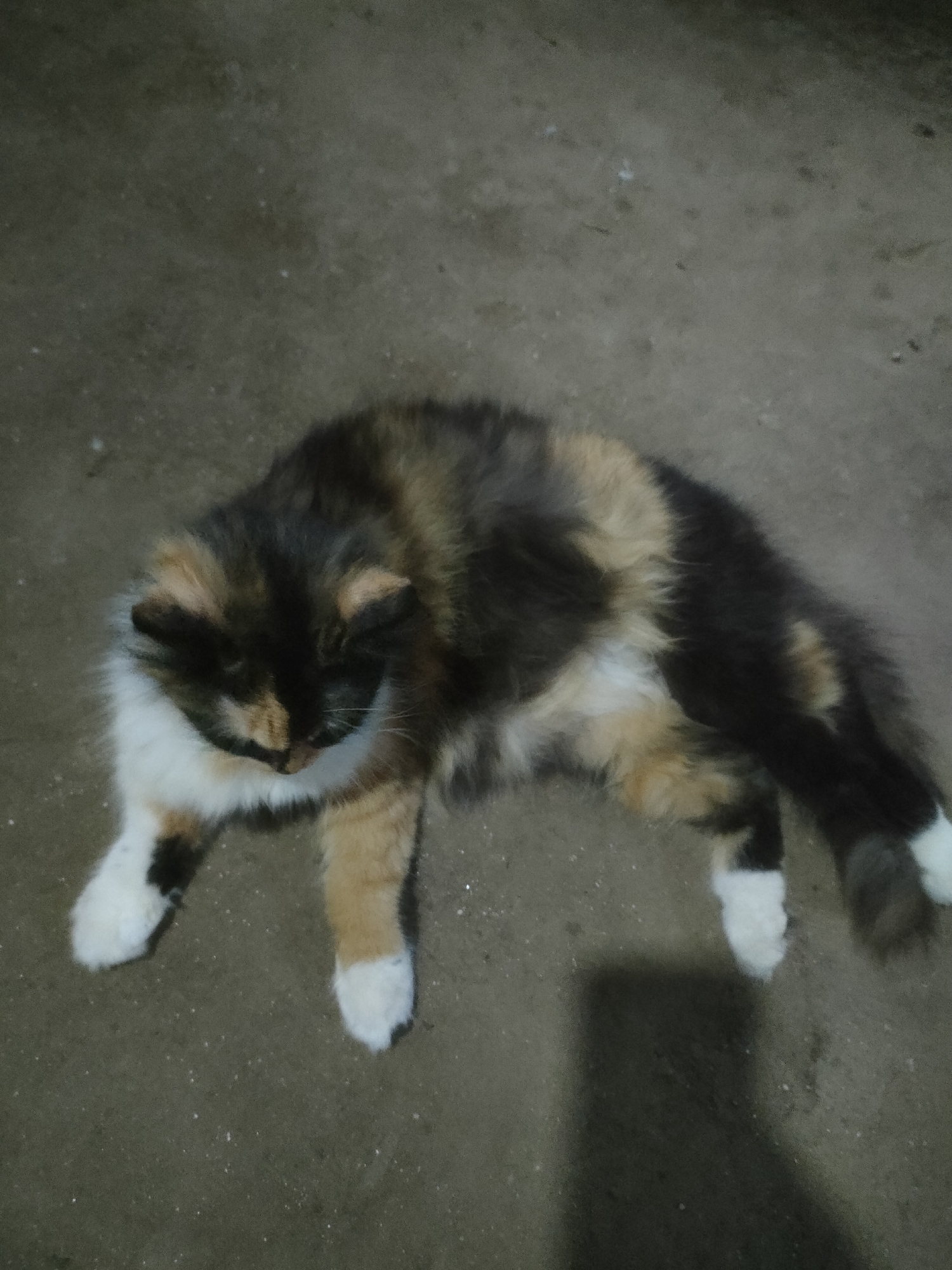 A calico cat is lying down on a dirt ground in Padang Dalom, Indonesia. The cat has patches of white, orange, black, and brown fur. Its front paws are extended forward, and its back legs are tucked underneath its body. The cat is looking down towards the ground. The ground is a mixture of dirt and small pebbles, with some light scattered throughout. A shadow is cast on the ground to the lower right of the cat. The overall scene appears to be outdoors, possibly in a yard or alleyway.