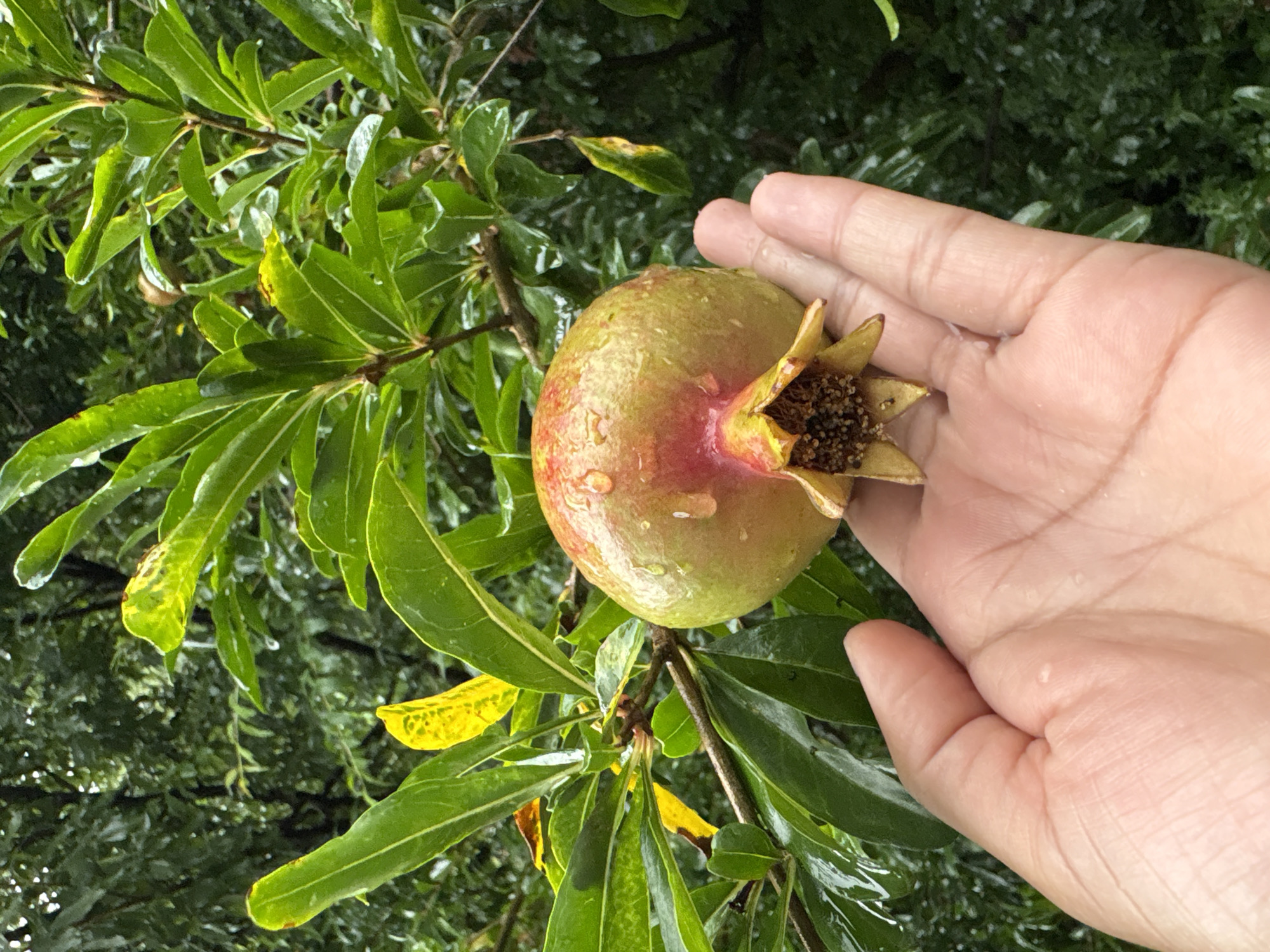 A person's hand, showing faint lines of skin texture and some water droplets, is holding a small, unripe pomegranate. The pomegranate is round with a greenish-yellow skin, tinged with red near the blossom end, and also has water droplets on its surface. It is positioned against a backdrop of lush green foliage, suggesting an outdoor natural environment, likely a garden or orchard. The leaves are wet, indicating recent rain. The overall scene conveys a sense of nature and harvest. The location is specified as Katrain, India, known for its fruit orchards and natural beauty.