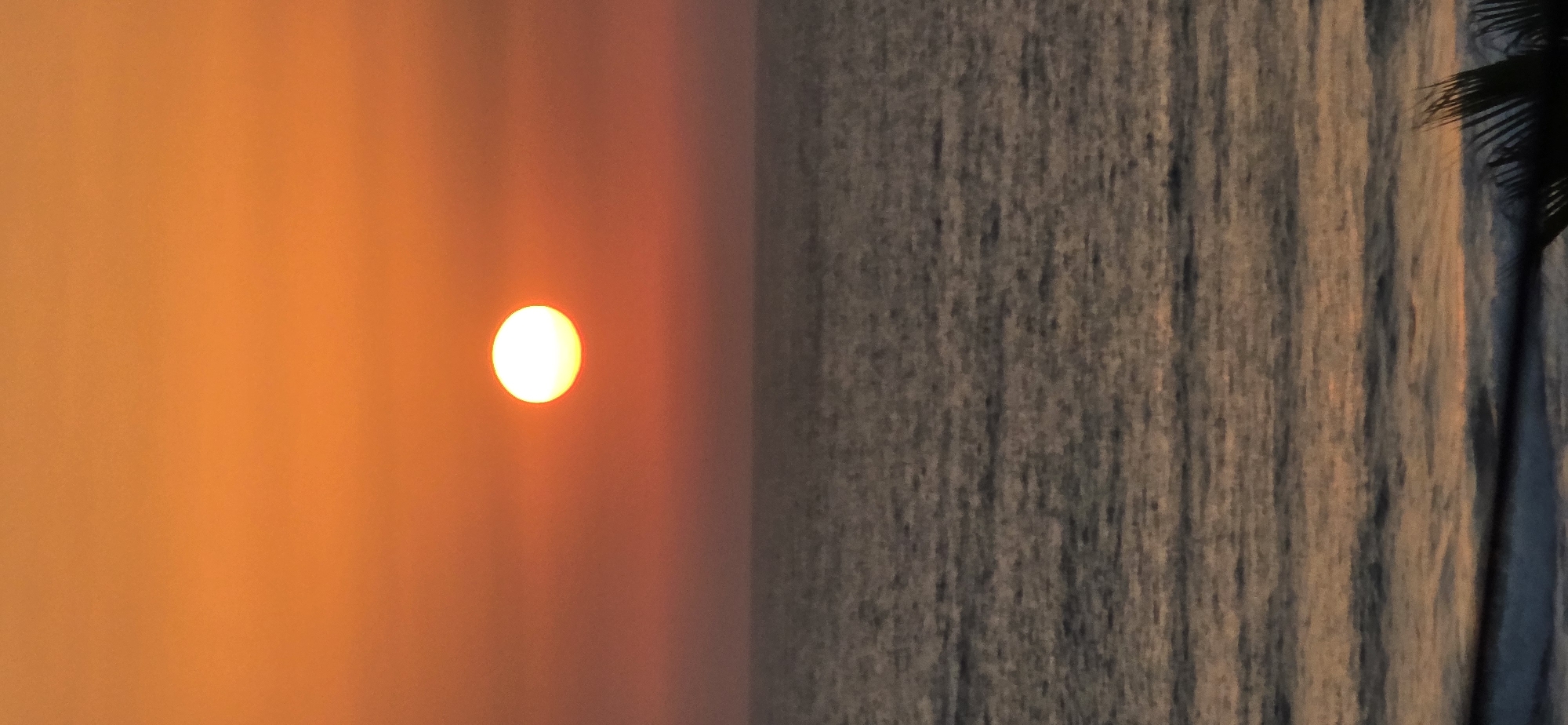 A vertical, full-frame shot captures a sunset over the Mediterranean Sea. The sun, a bright white orb with a faint orange halo, is positioned slightly left of center in the upper half of the frame. The sky transitions from a vibrant, almost orange hue at the top to a softer, reddish-orange near the horizon. Below the sky, the sea stretches across the image, its surface marked by gentle waves and reflecting the warm tones of the sunset. The water appears dark and textured, with hints of orange and pink light catching the crests of the waves in the distance. In the lower right corner, the dark silhouette of palm fronds is visible, partially obscuring the sea. The scene is likely a coastal area in Bat Yam, Israel, known for its beaches and sunsets over the Mediterranean. There are no people or objects other than the natural elements of sky, sun, sea, and foliage visible.