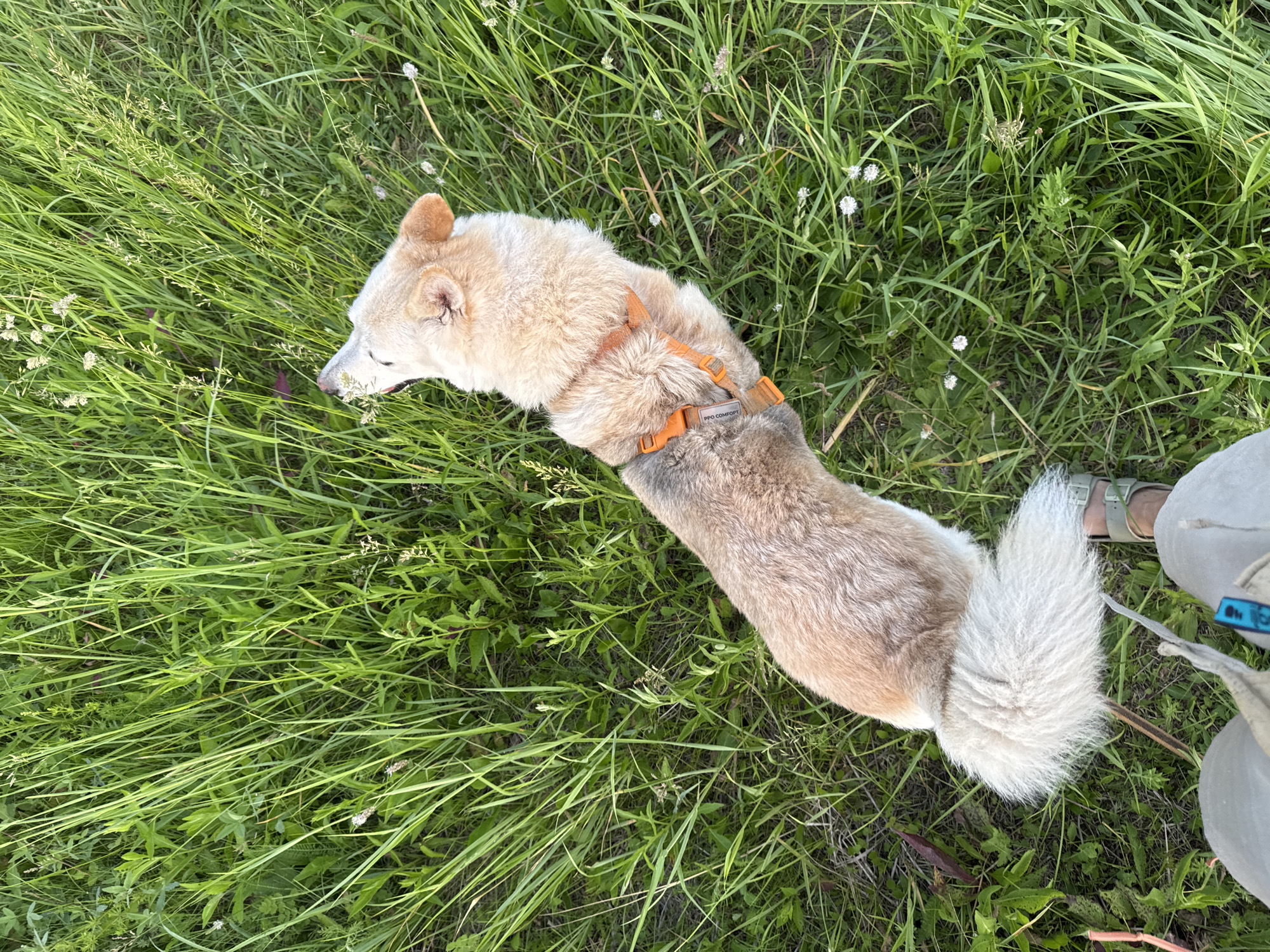 The image depicts a fluffy, tan and white dog wearing an orange harness, sniffing a small cluster of white flowers in a grassy field. The dog is positioned in the center of the frame, facing upwards and to the right. Its tail is held high and bushy. In the lower part of the frame, a person's legs and feet are visible, wearing light-colored pants and sandals. The environment is a lush, green field with tall grass and scattered small white flowers. The scene appears to be outdoors, in a natural setting. No specific landmarks or features identifiable as being in the city of Kamysh, Russia are present in the image.